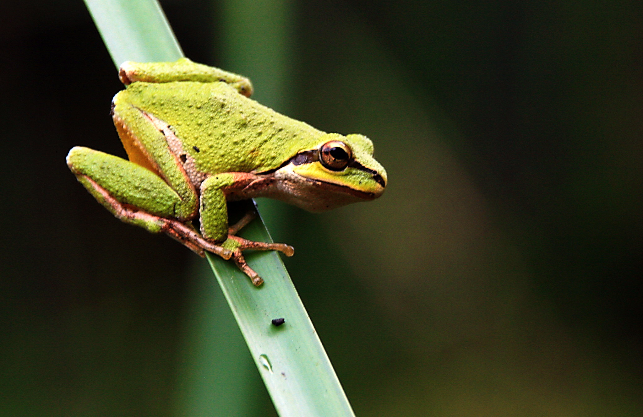 tree frog sits on blade of grass