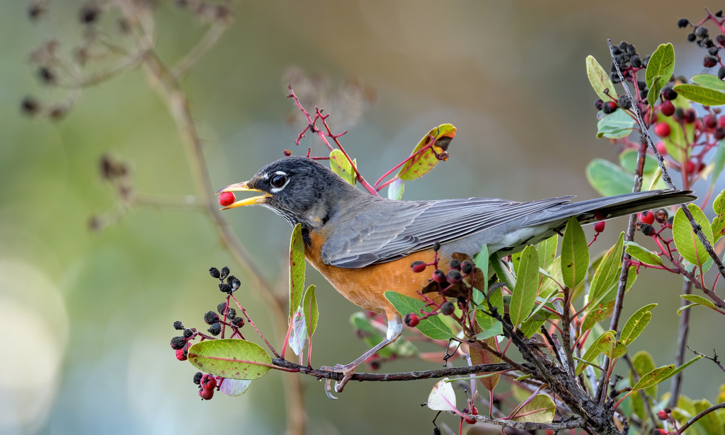 bird with berries