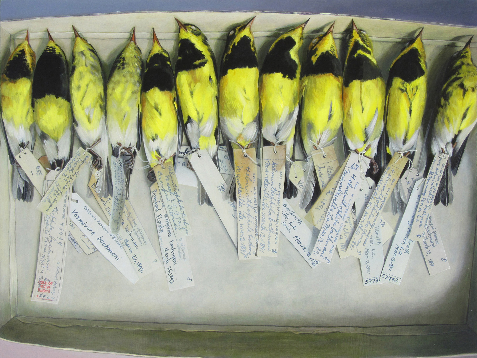 Painting of museum specimens of Bachman's warbler