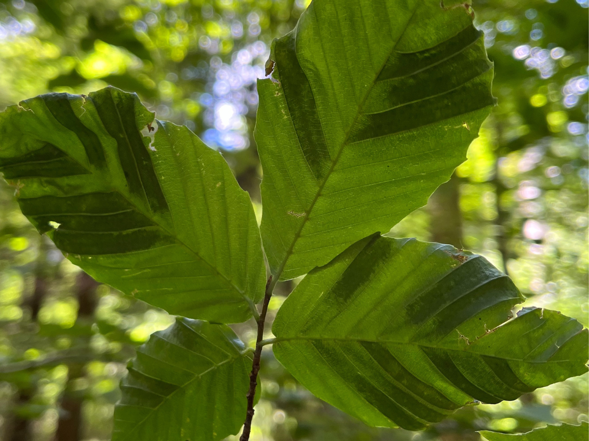 Close up of a beef with a banded pattern indicative of beech leaf disease