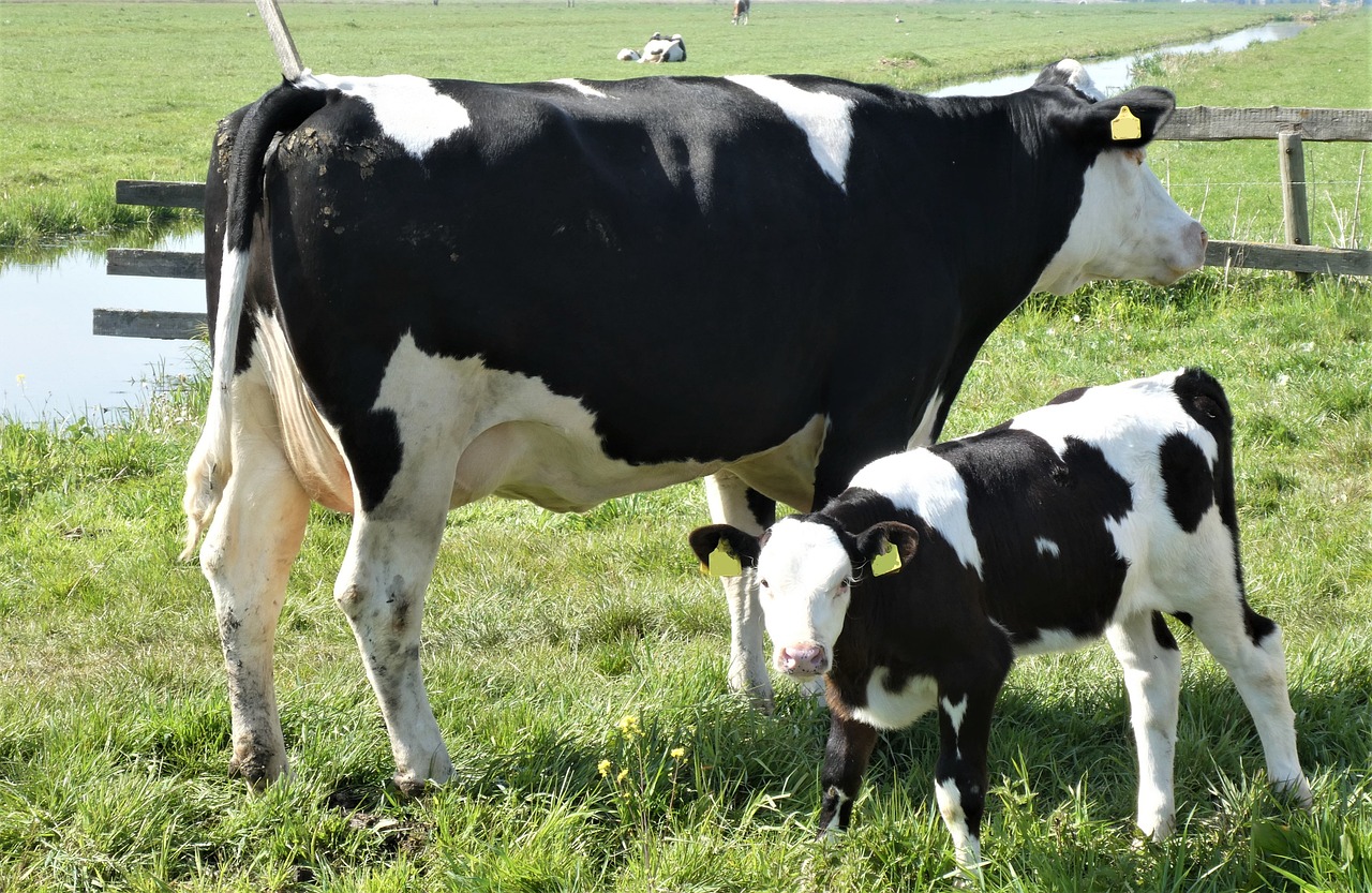 An adult cow stands next to a calf in a green pasture