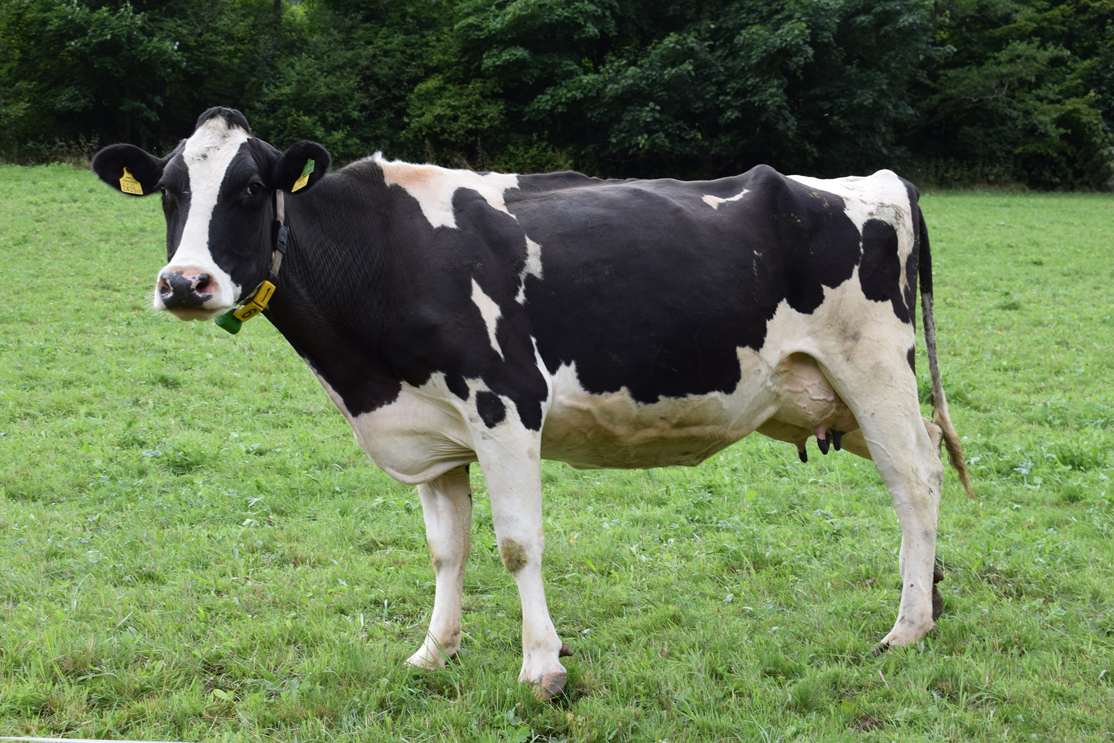 dairy cow in pasture