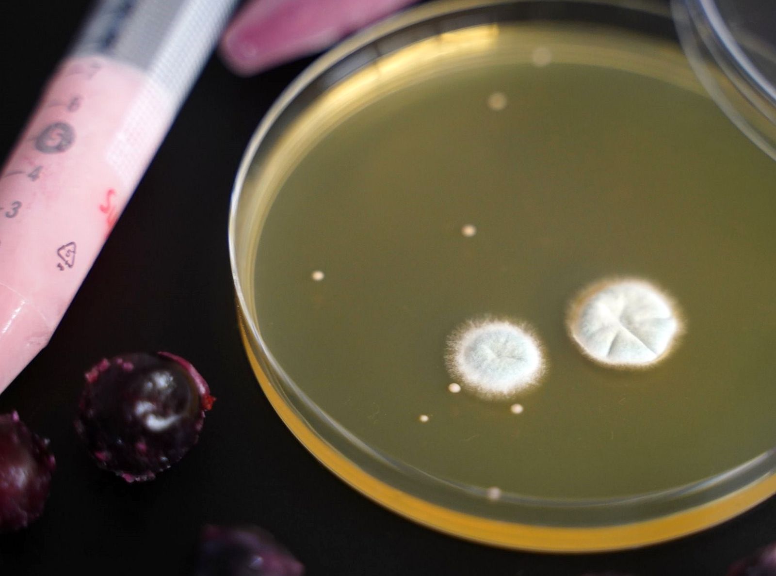 indigenous or wild yeast and molds present on wine grapes isolated for non-Saccharomyces yeast study