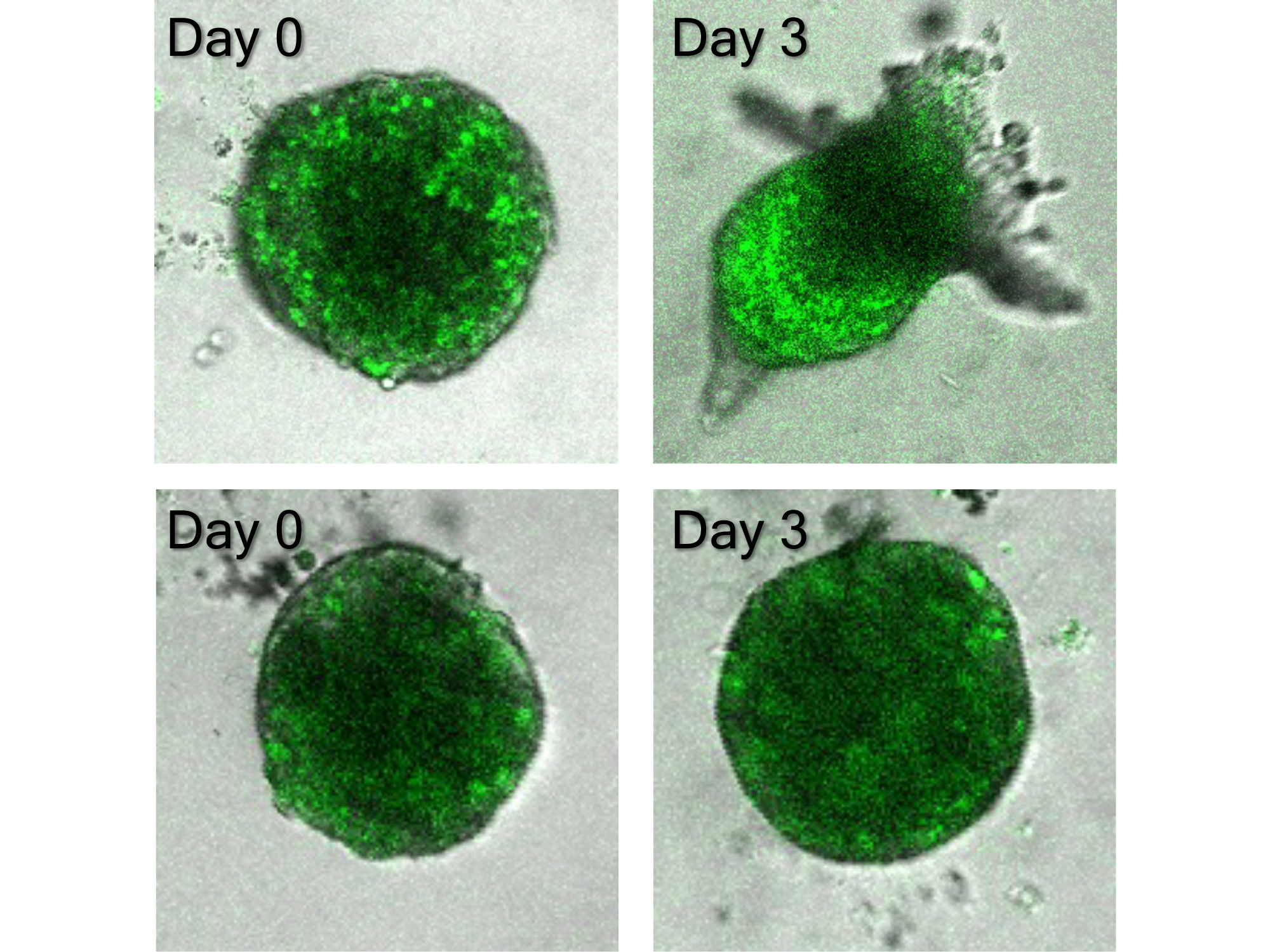 Four microscopic images of a green blob. 