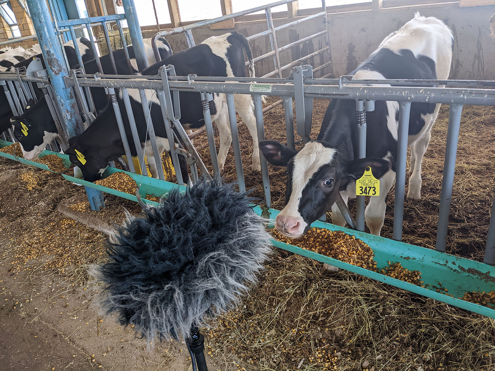 A young cow reaches its head through pen bars to inspect a microphone boom.