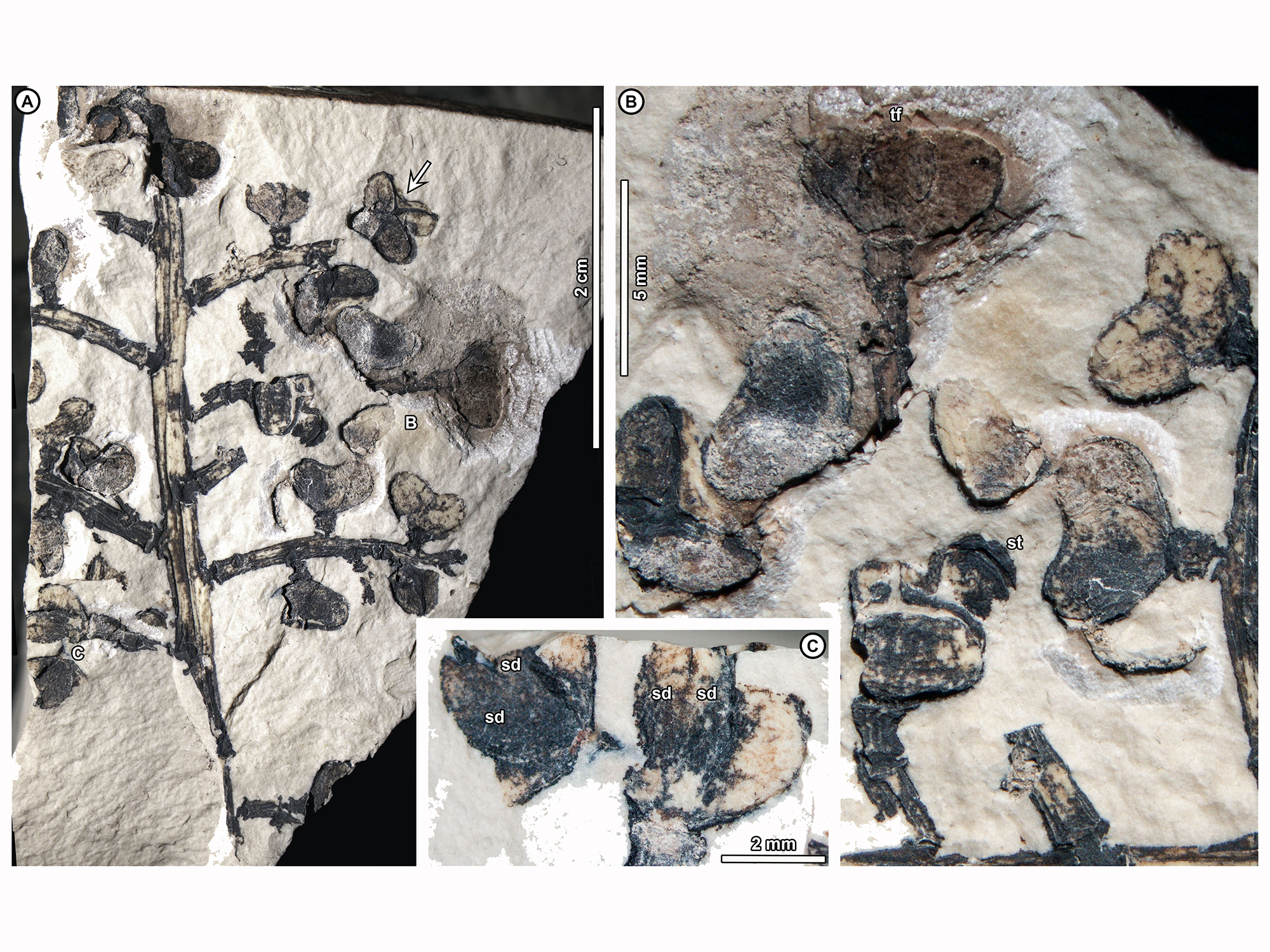 A fossil showing preserved fruits and seeds attached to branches