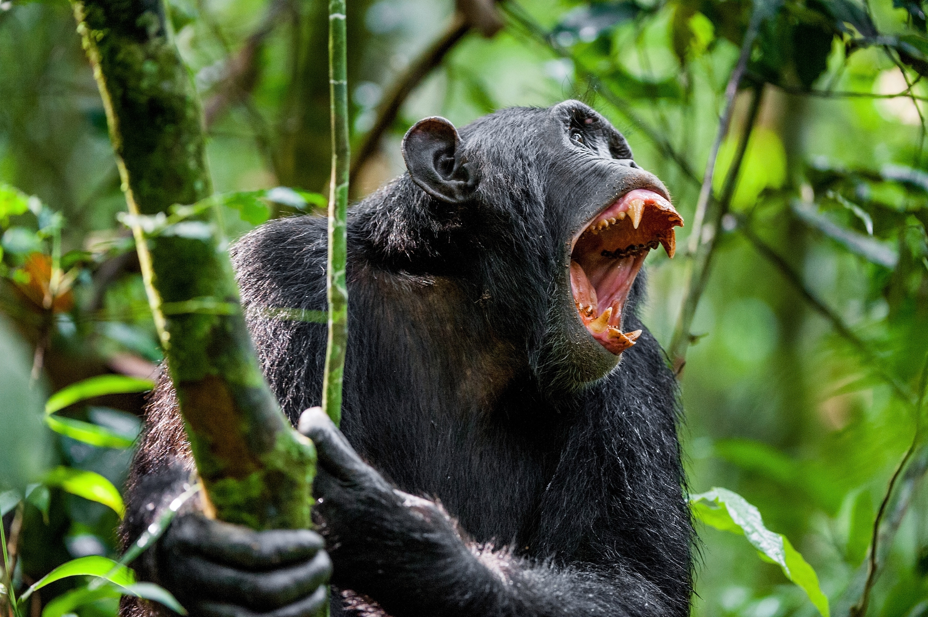 A chimpanzee howling in a tree