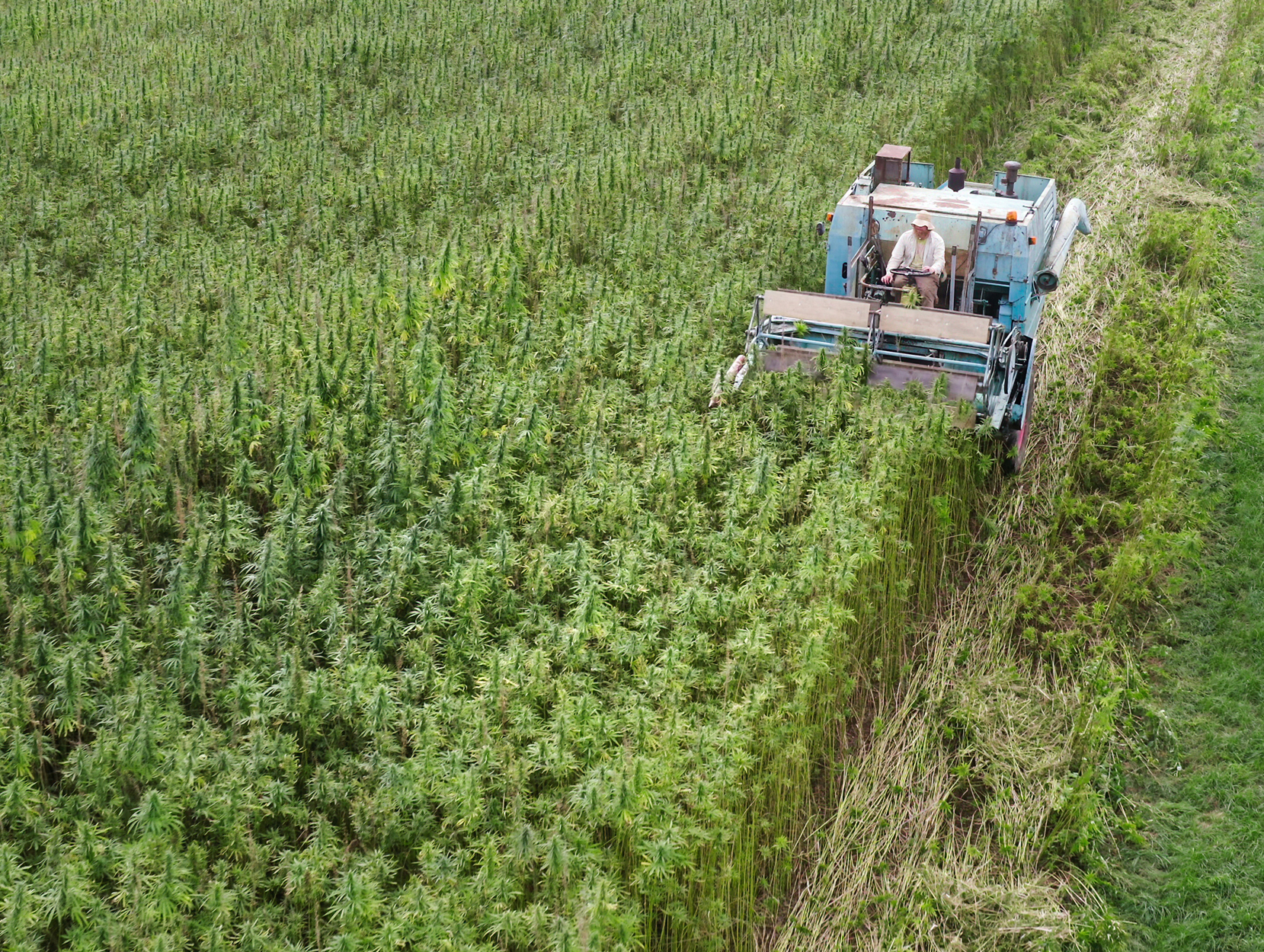 A person farms hemp from a vast field riding a harvester