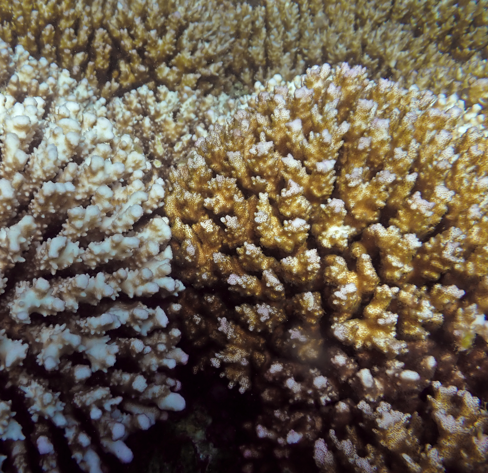 Two coral colonies