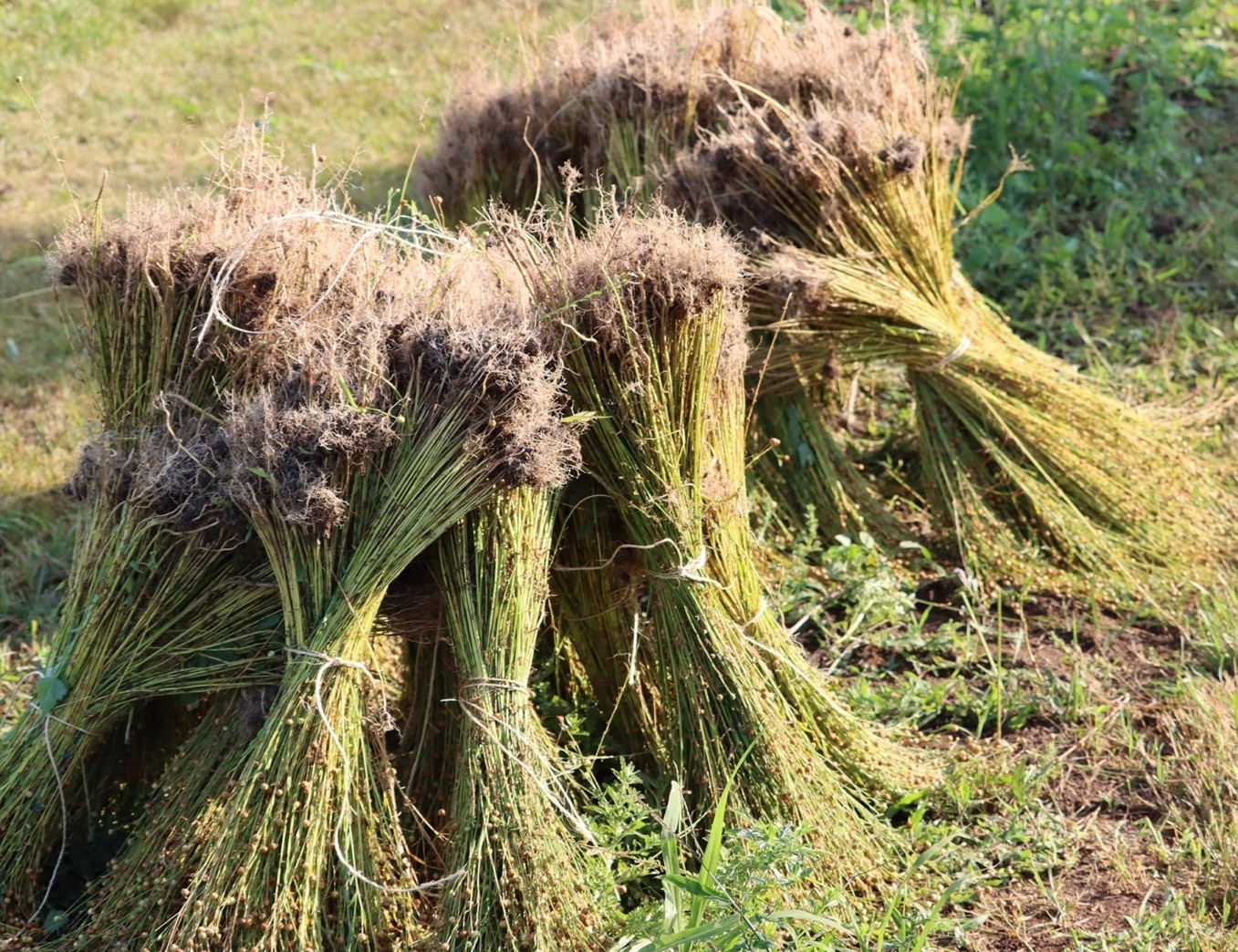 Bundles of flax in a field