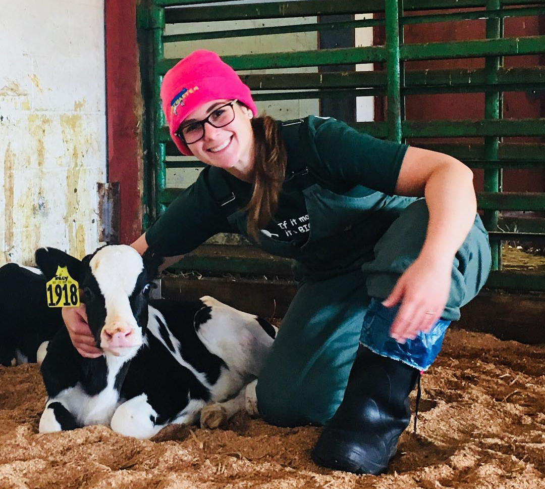 researcher with baby cow