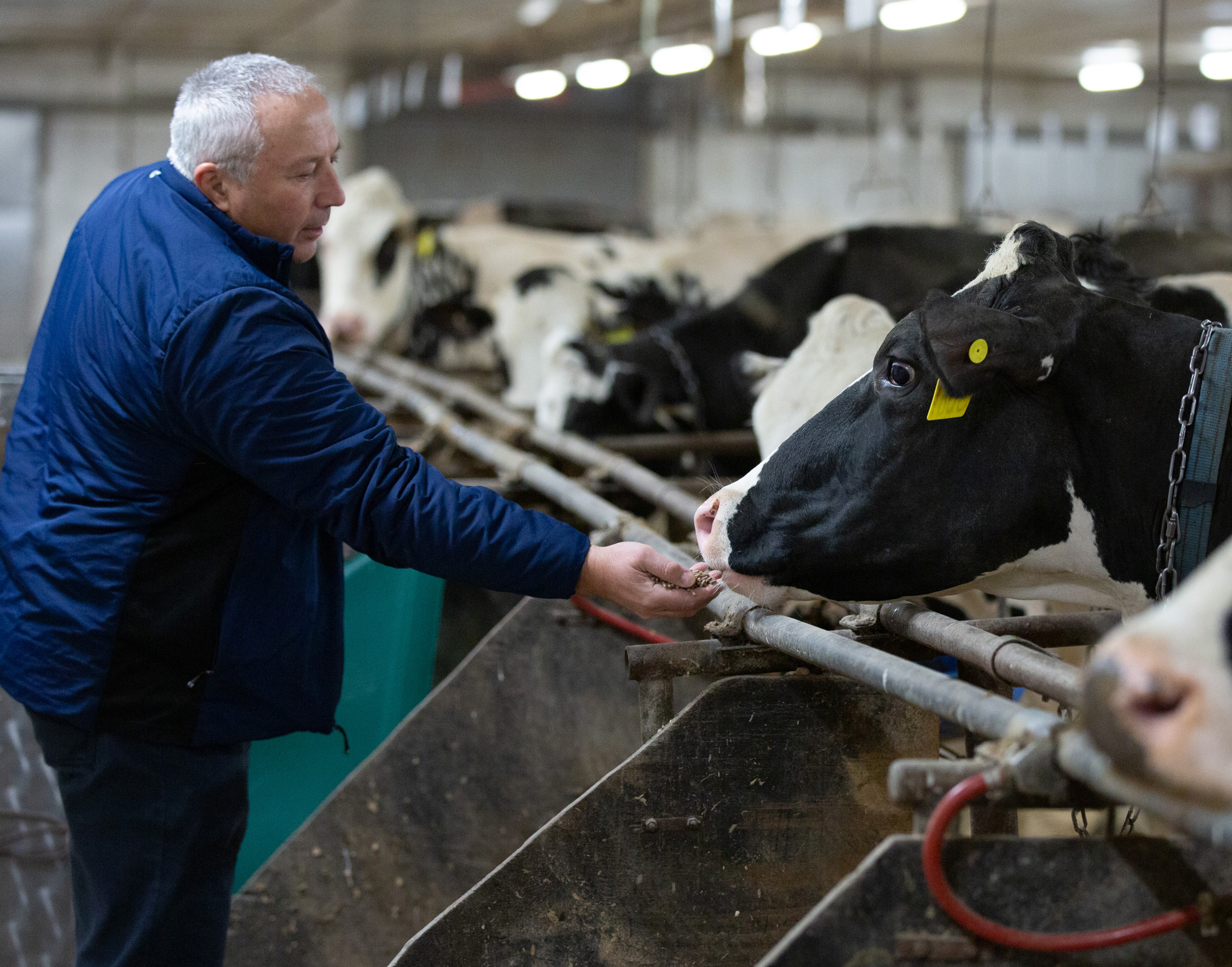 researcher with cows 