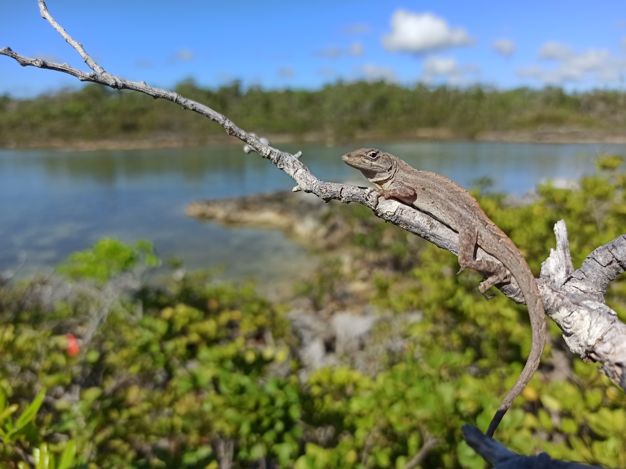 brown anole lizard sits on tree branch