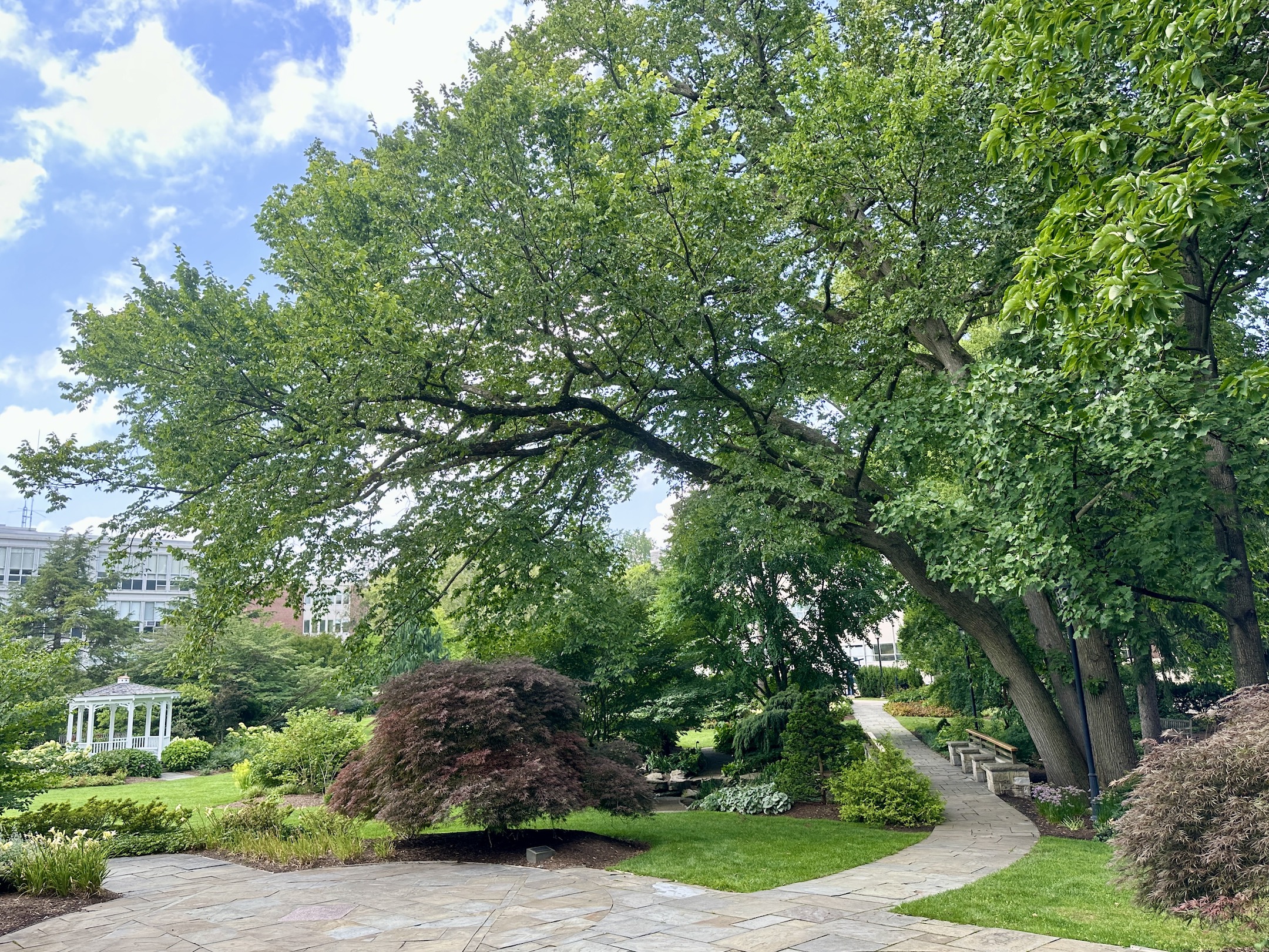 Elm tree amidst the campus landscape.