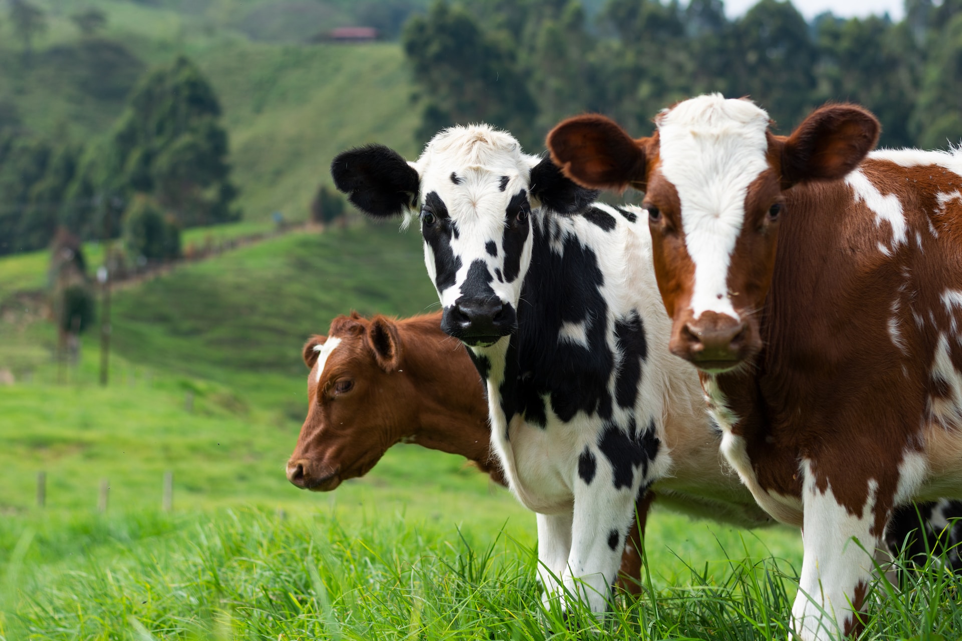 One black and white cow and one brown and white cow in a field looking at the camera