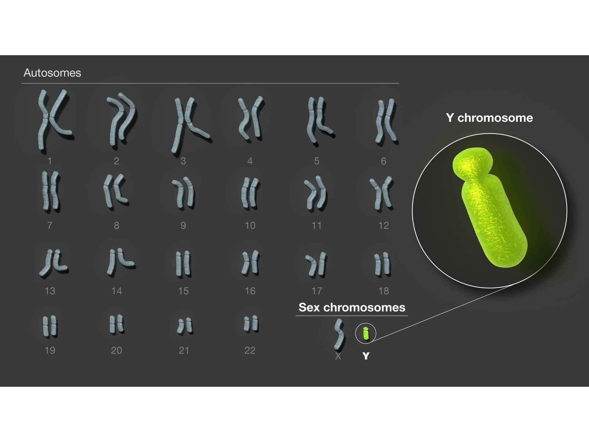 Illustration of human chromosome pairs with a call out circle highlighting green Y chromosome