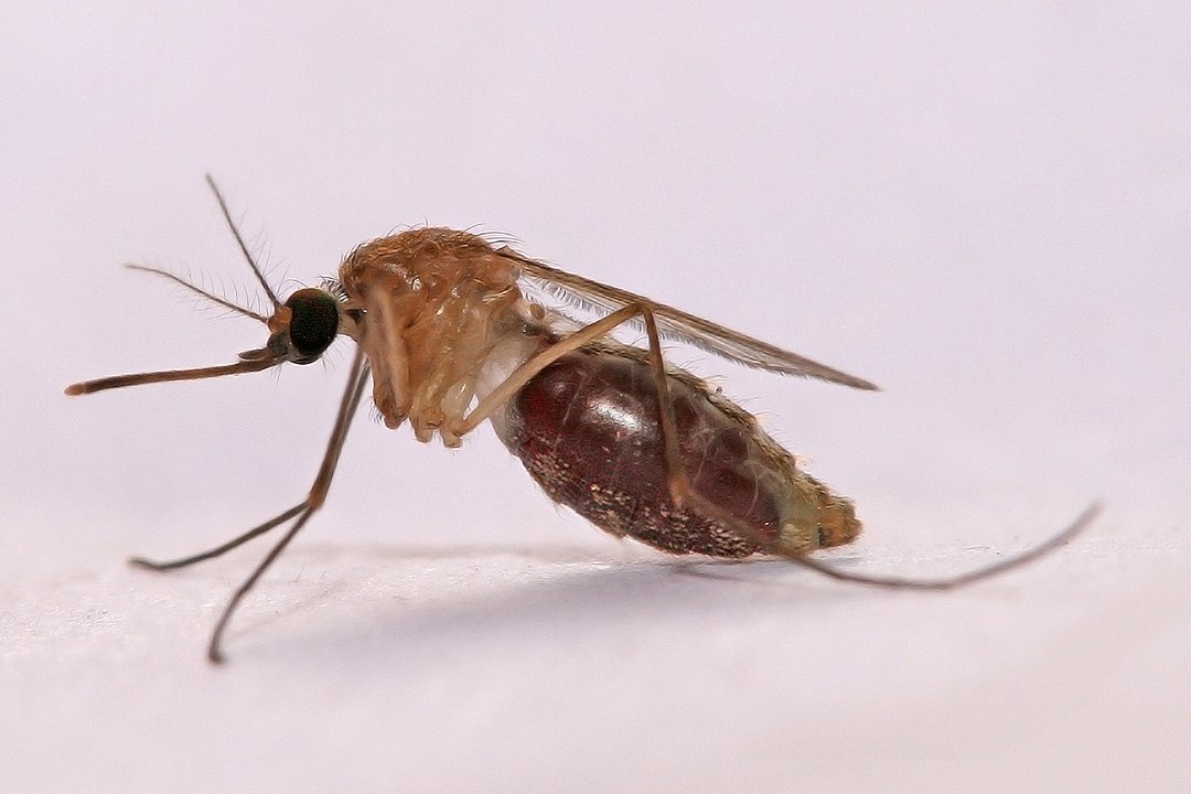 Malaria mosquito