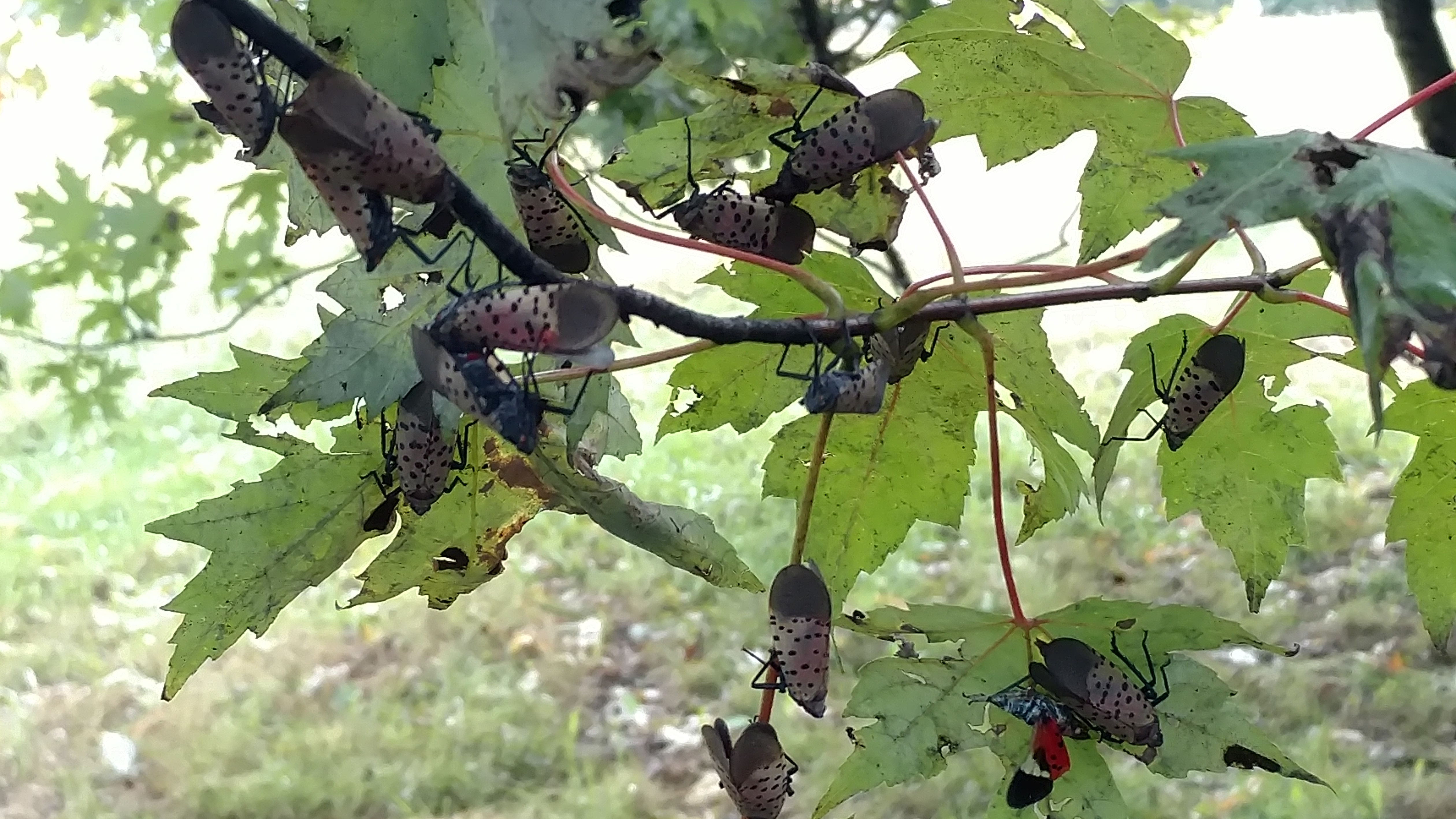 Spotted lanternflies on silver maple tree