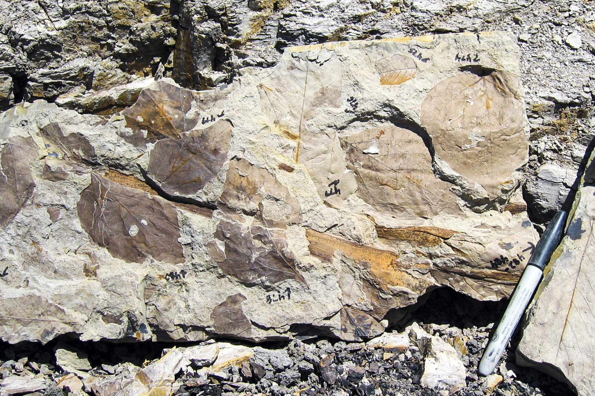 Fossil leaves from the Mexican Hat site in Montana 