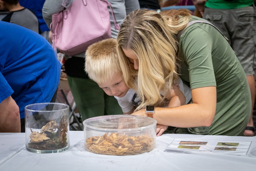 Great Insect Fair