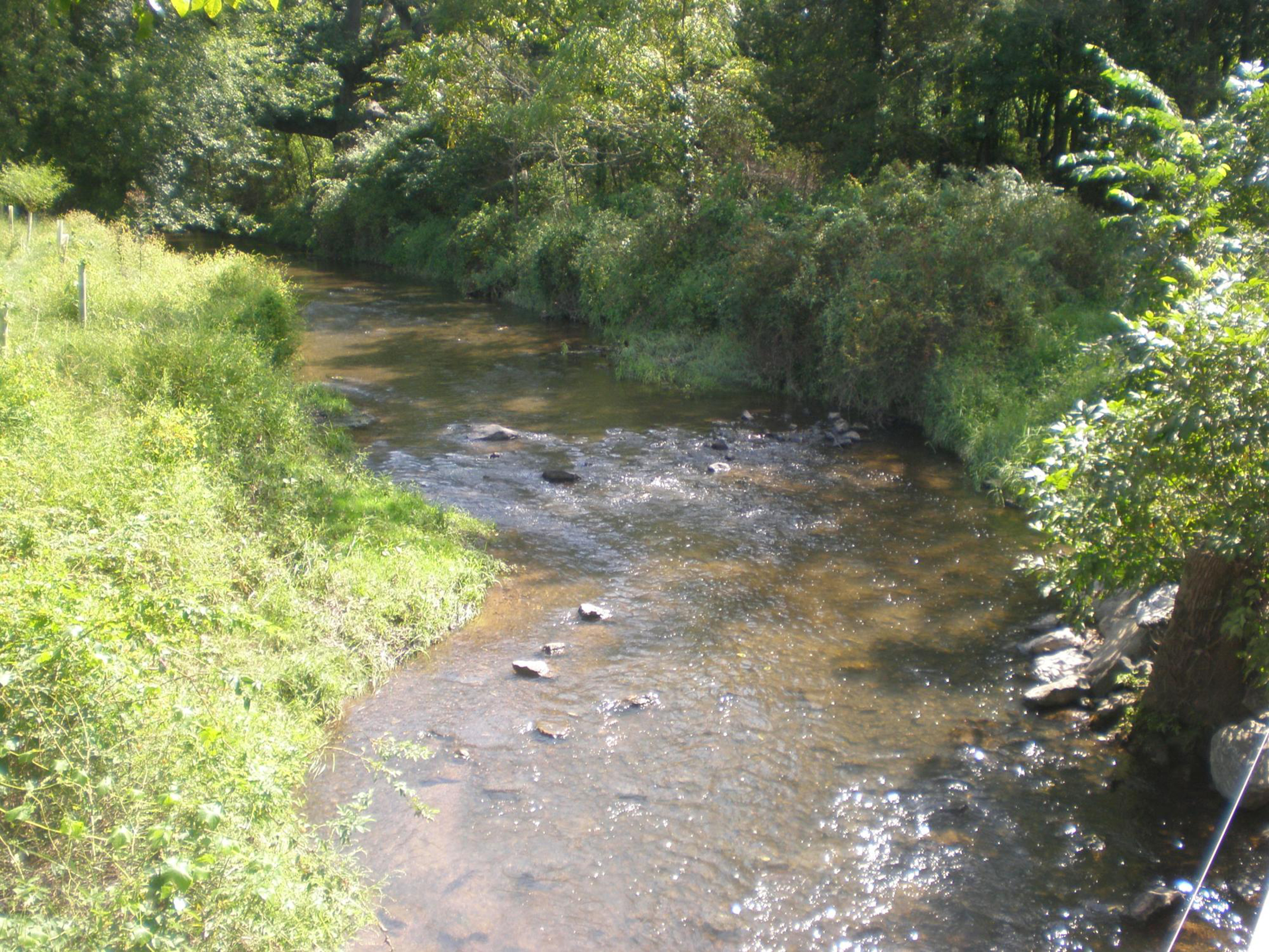 A small river in summer