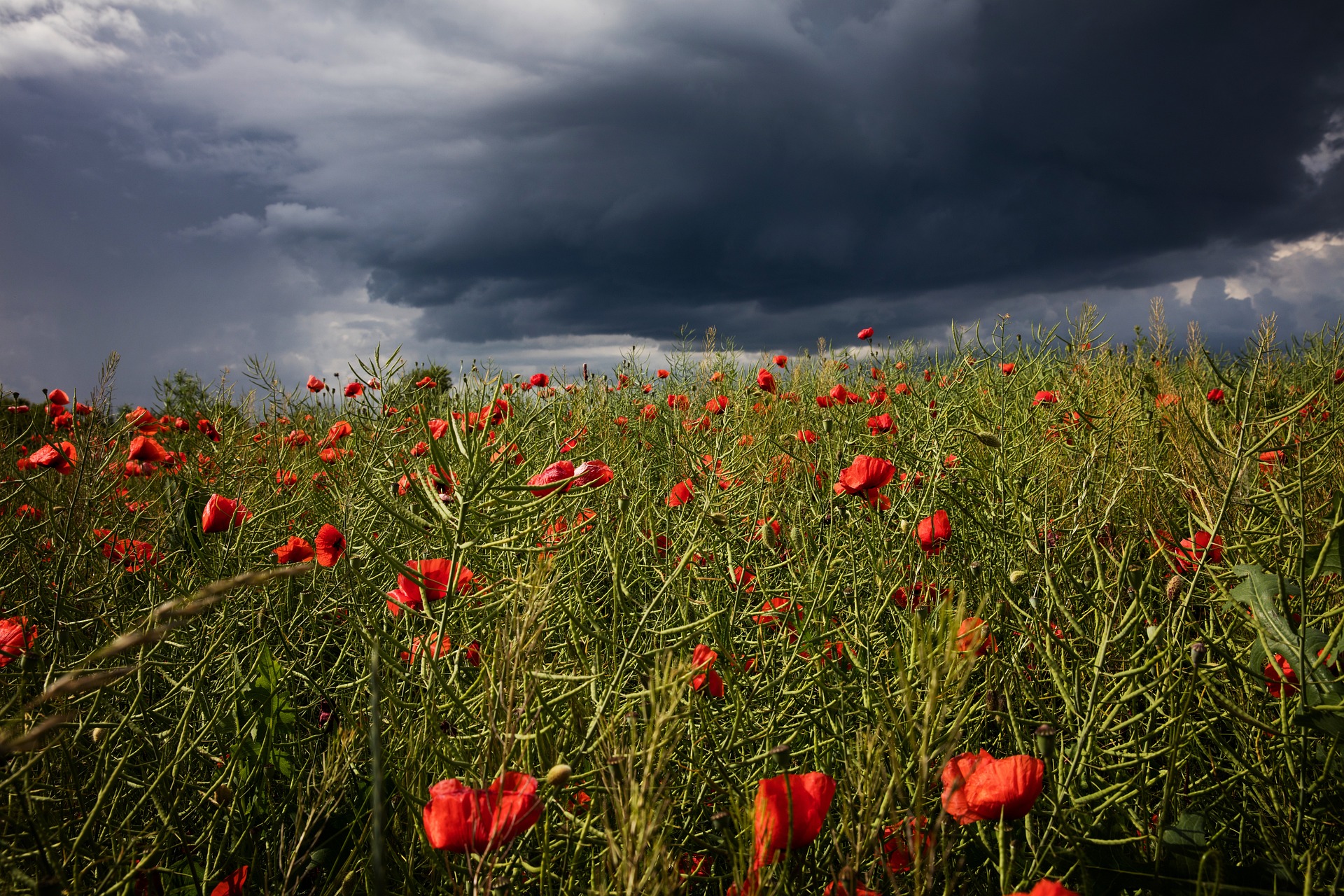 storm field flowers