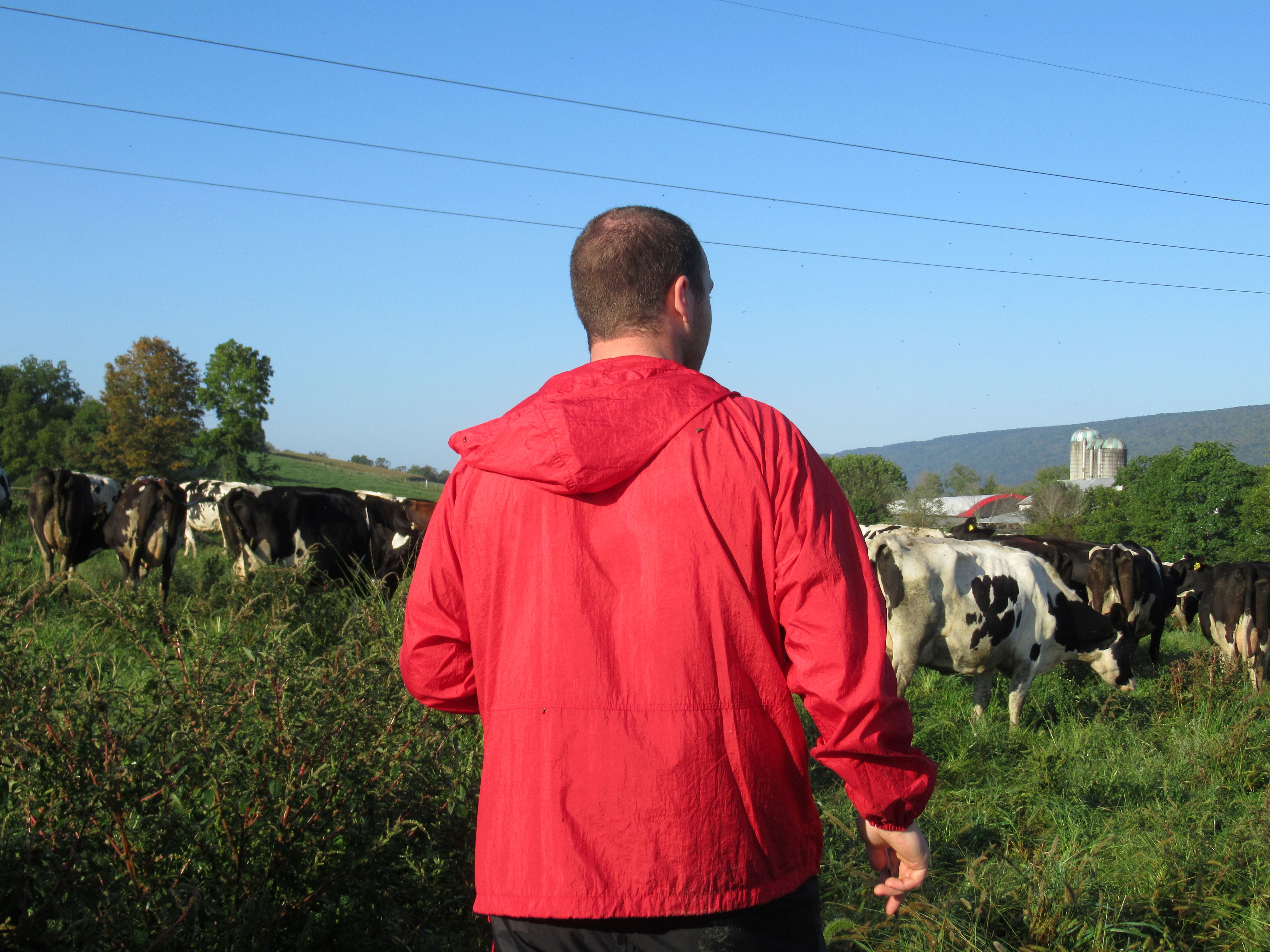 Dairy Cattle study Penn State