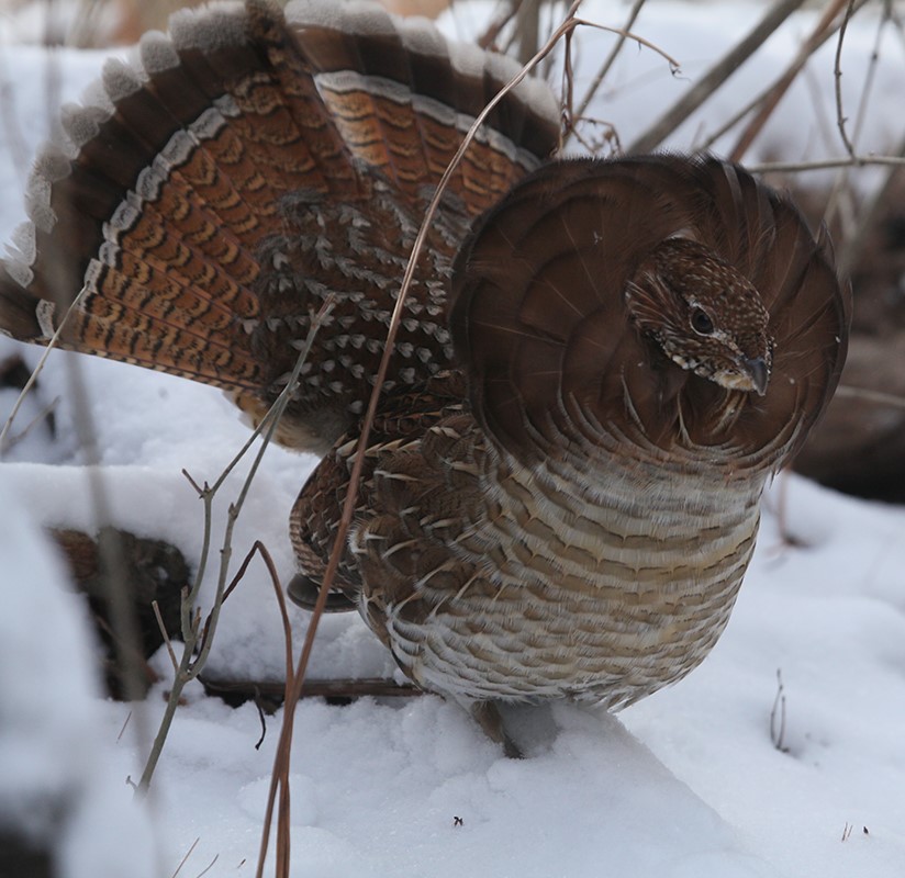 Ruffed grouse