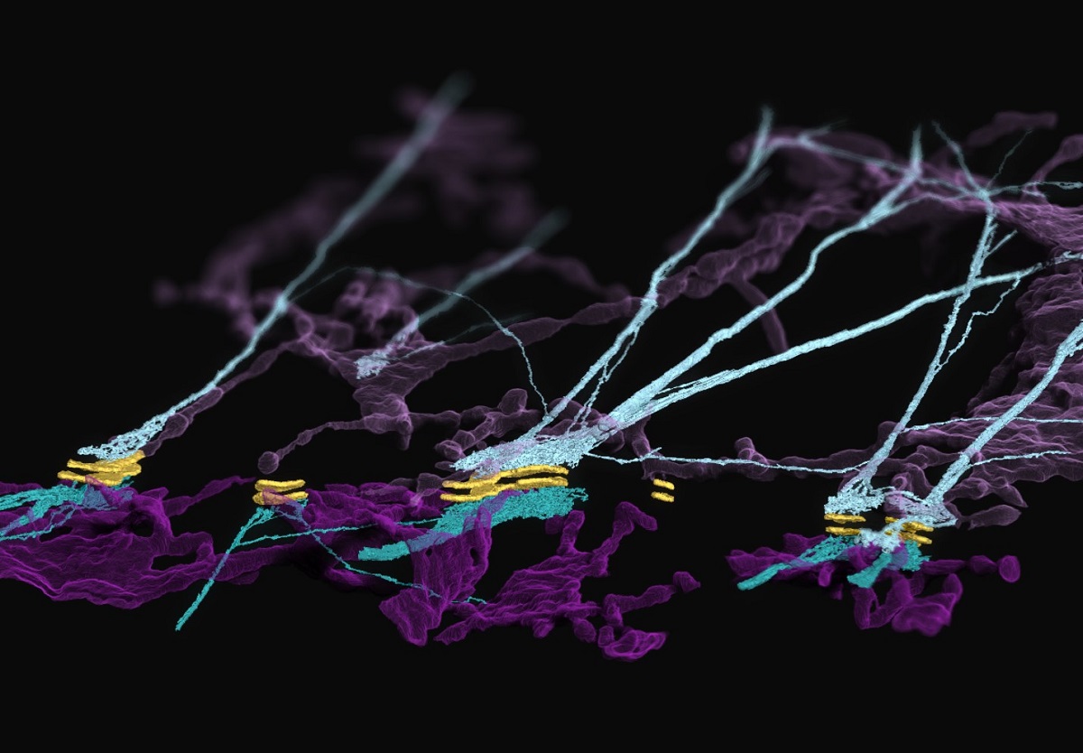 Focused ion beam scanning electron microscopy reveals a previously unknown complex formed at cell-to-cell junctions consisting of desmosomes, keratin filaments and endoplasmic reticulum.