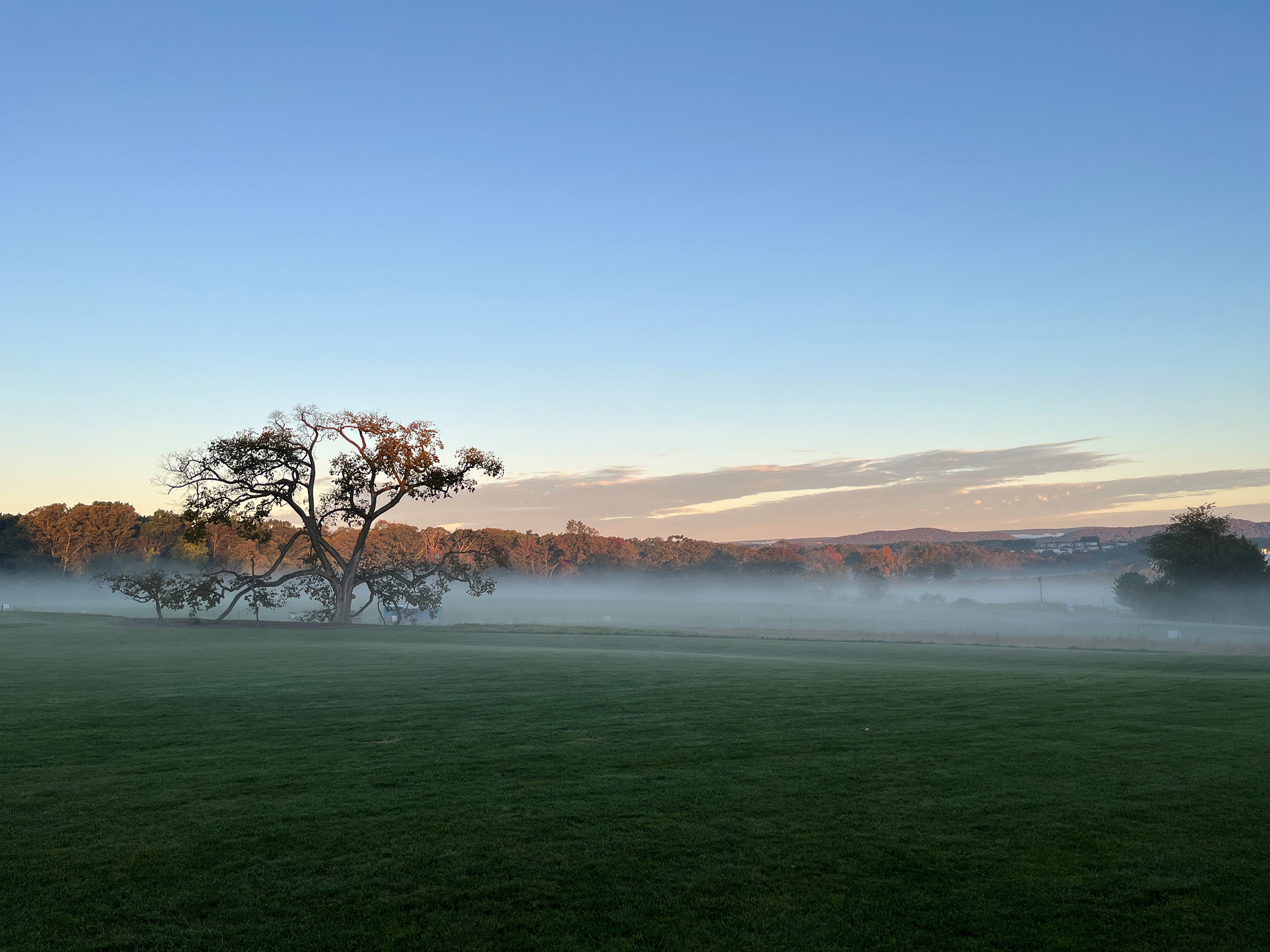 A lone tree on a foggy morning