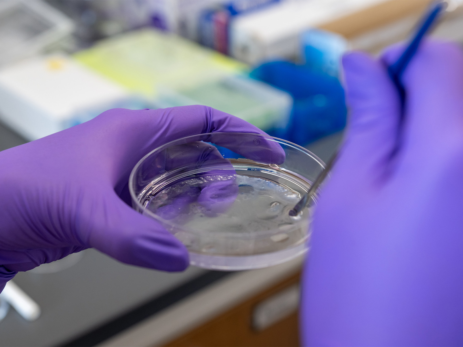 researcher stirs buffer solution amidst hydrogel in petri dish