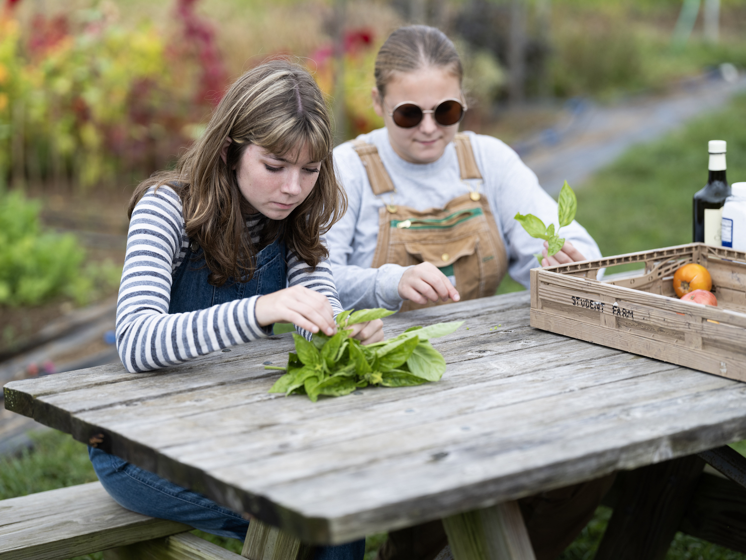 Vancie and Olivia pick through fresh basil at a picnic table.  