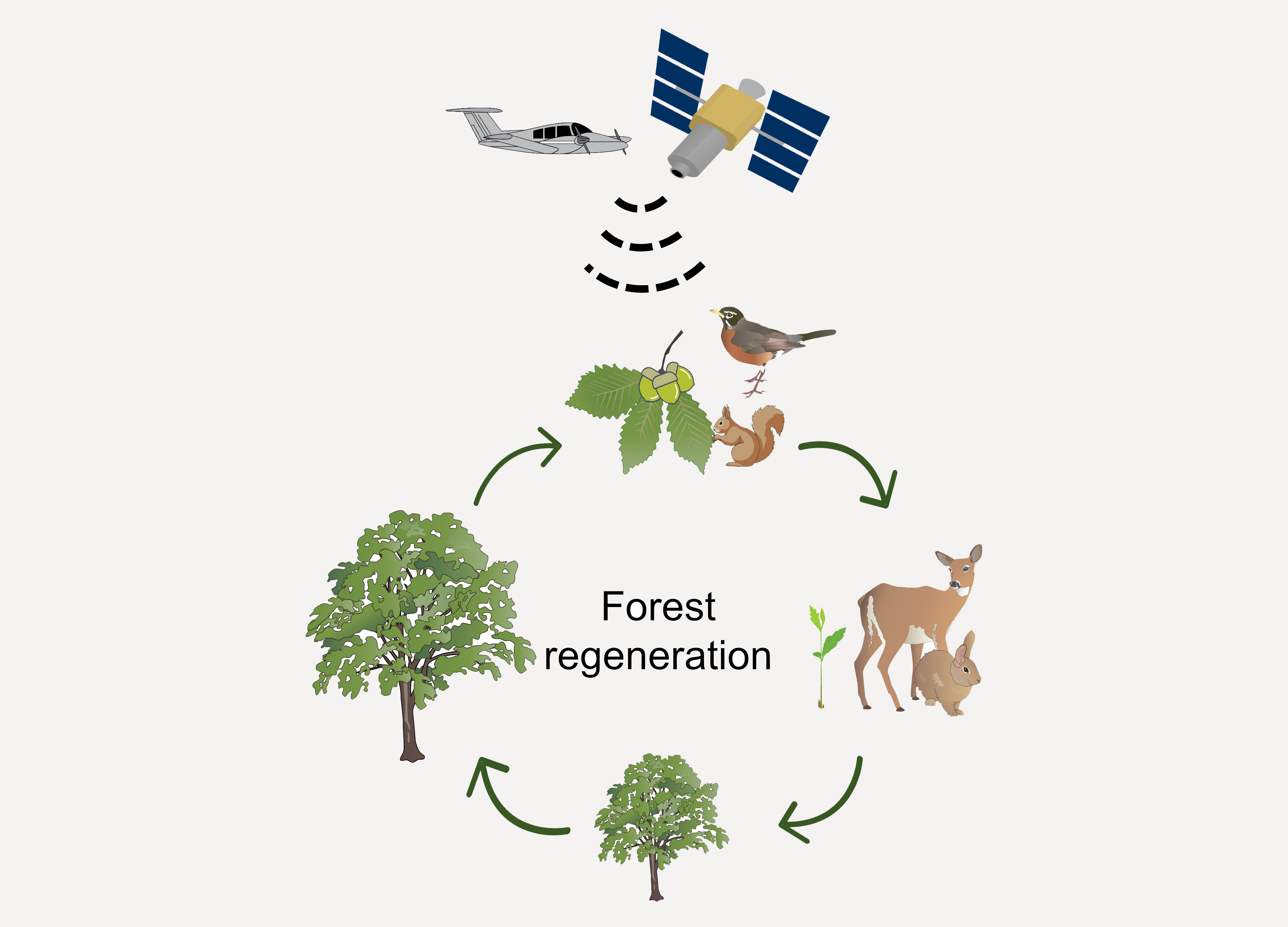 graphic depicting the cycle of forest regeneration