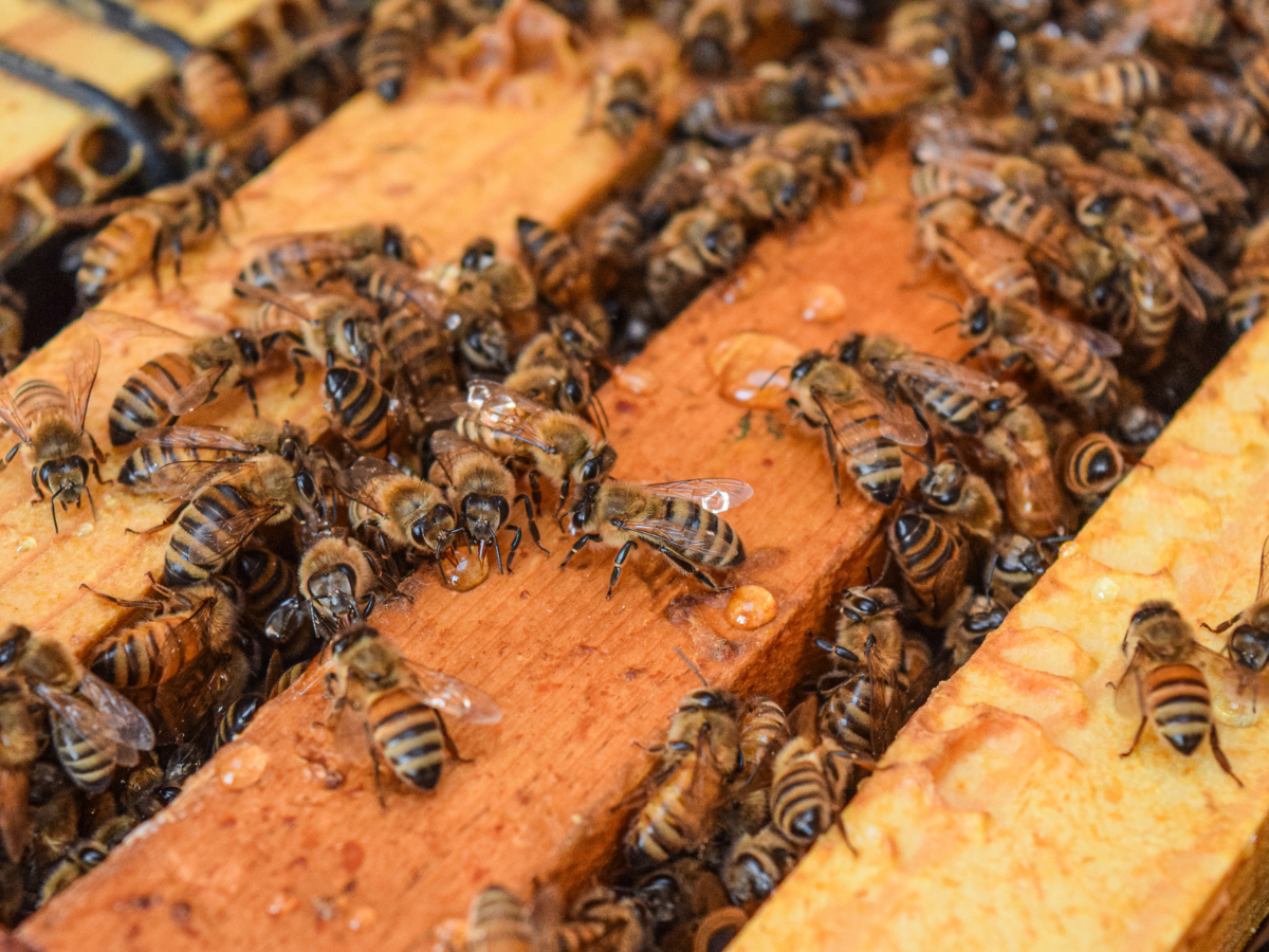 Several honey bees coming out of a slat in their hive