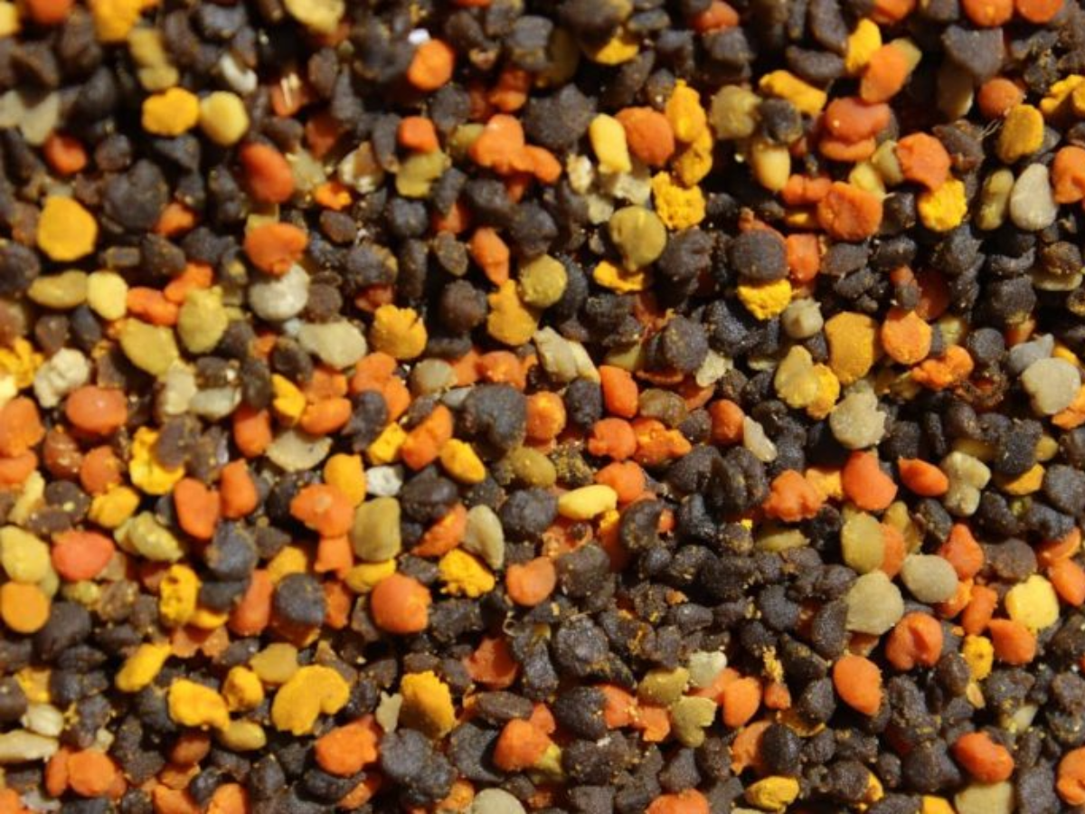 Close up photo of yellow, orange, and brown pollen granules