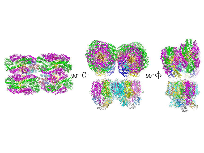 Top, front and side views of the structure of far-red light acclimated light harvesting complex in a cyanobacterium