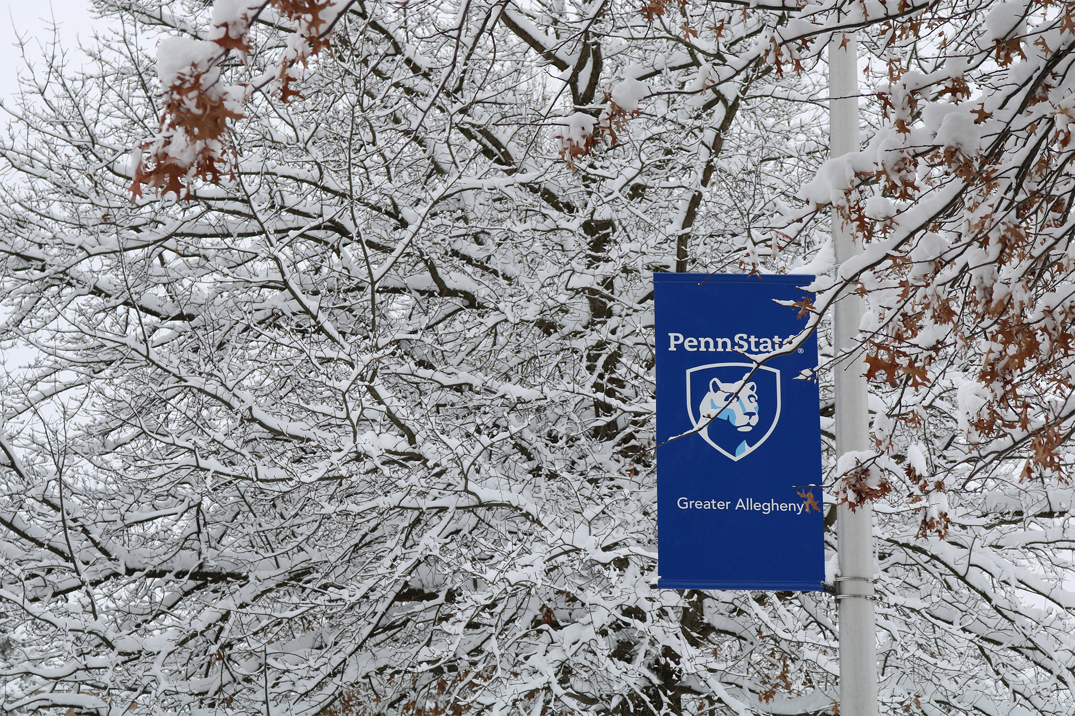 Snow covered tree at Penn State Greater Allegheny