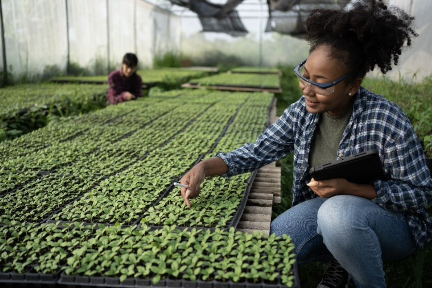 Student tending to plants in a greenhouse. 