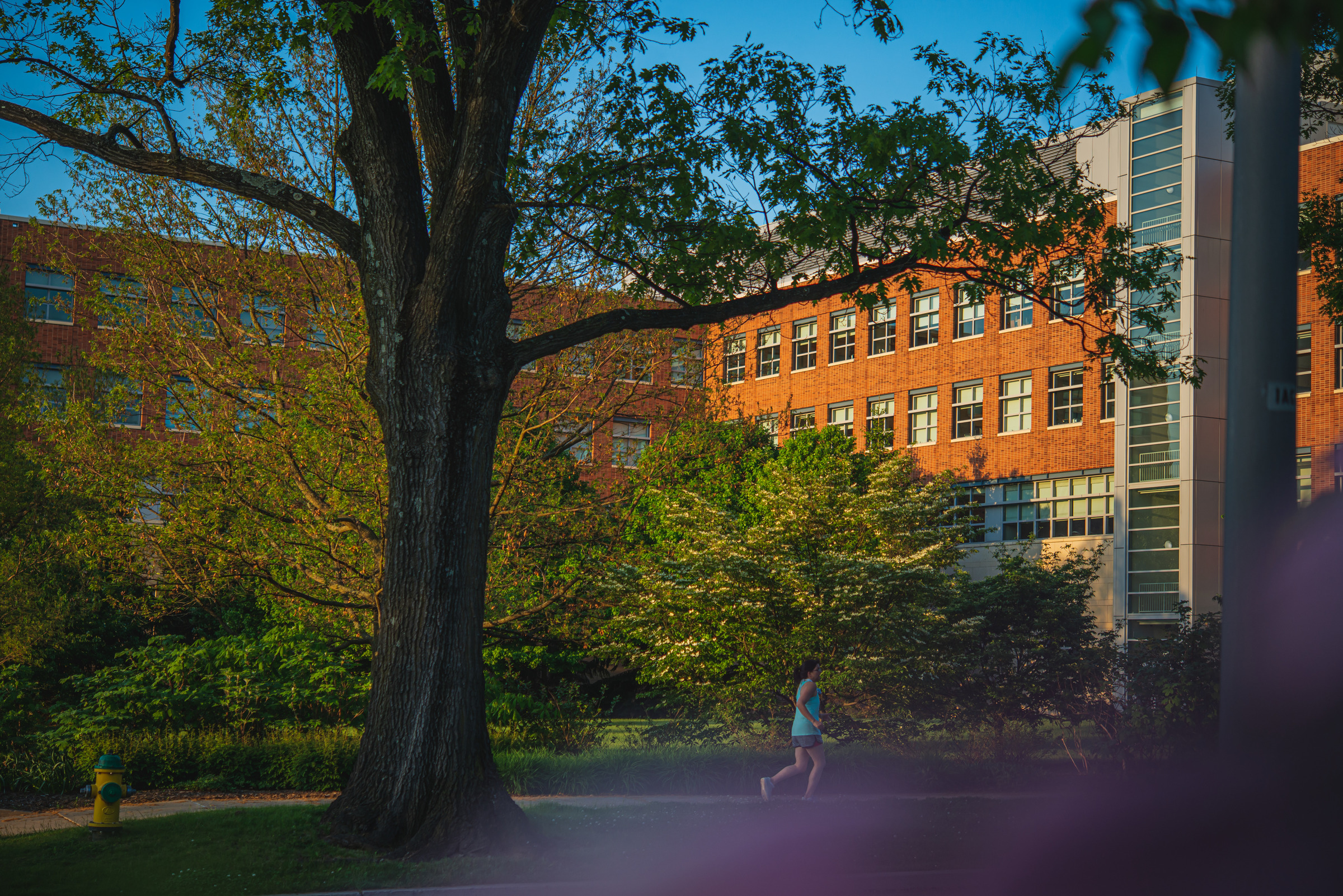 Photograph of University Park building in summer