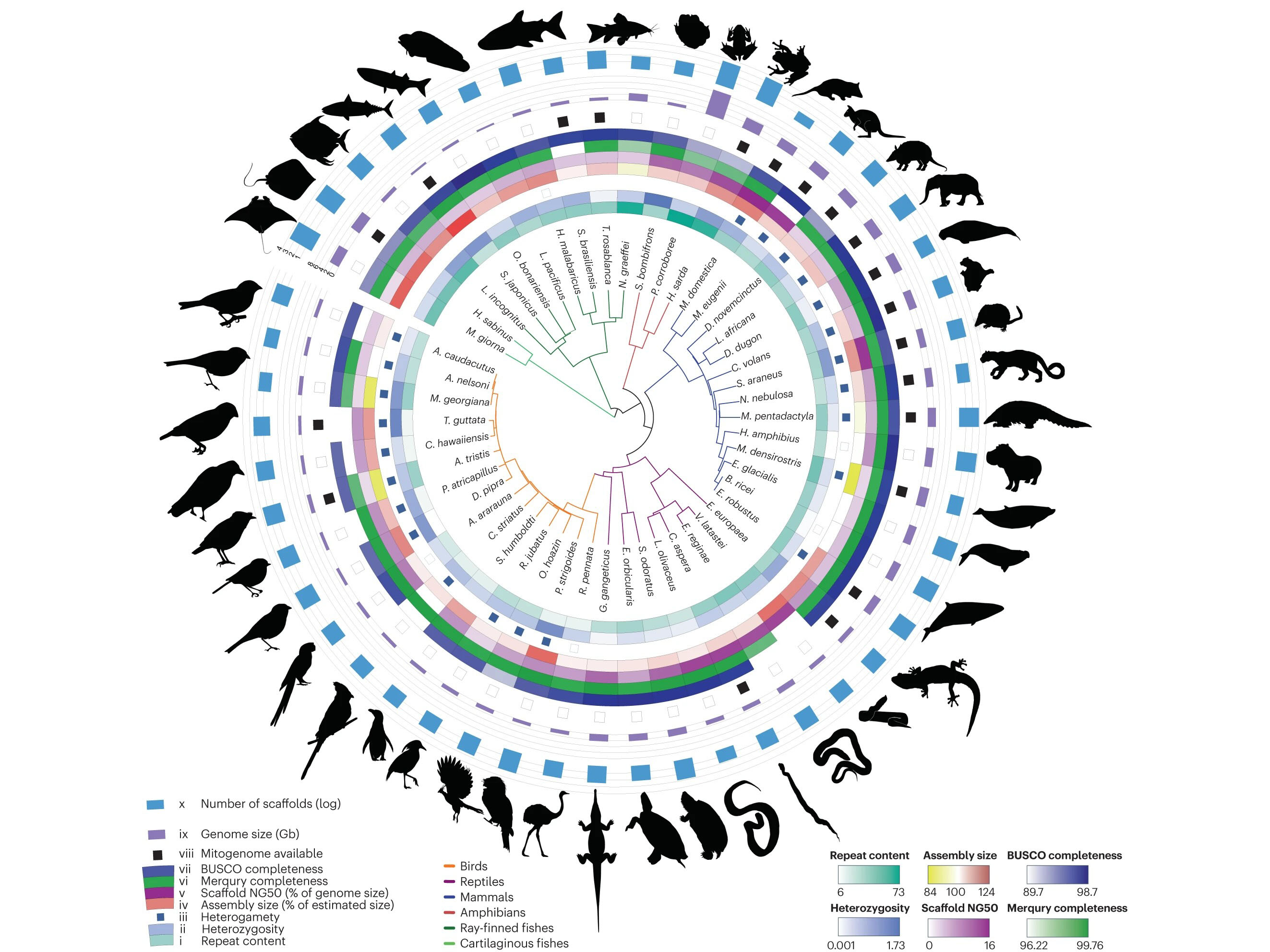 concentric circles with tree of life and silhouettes of various animals