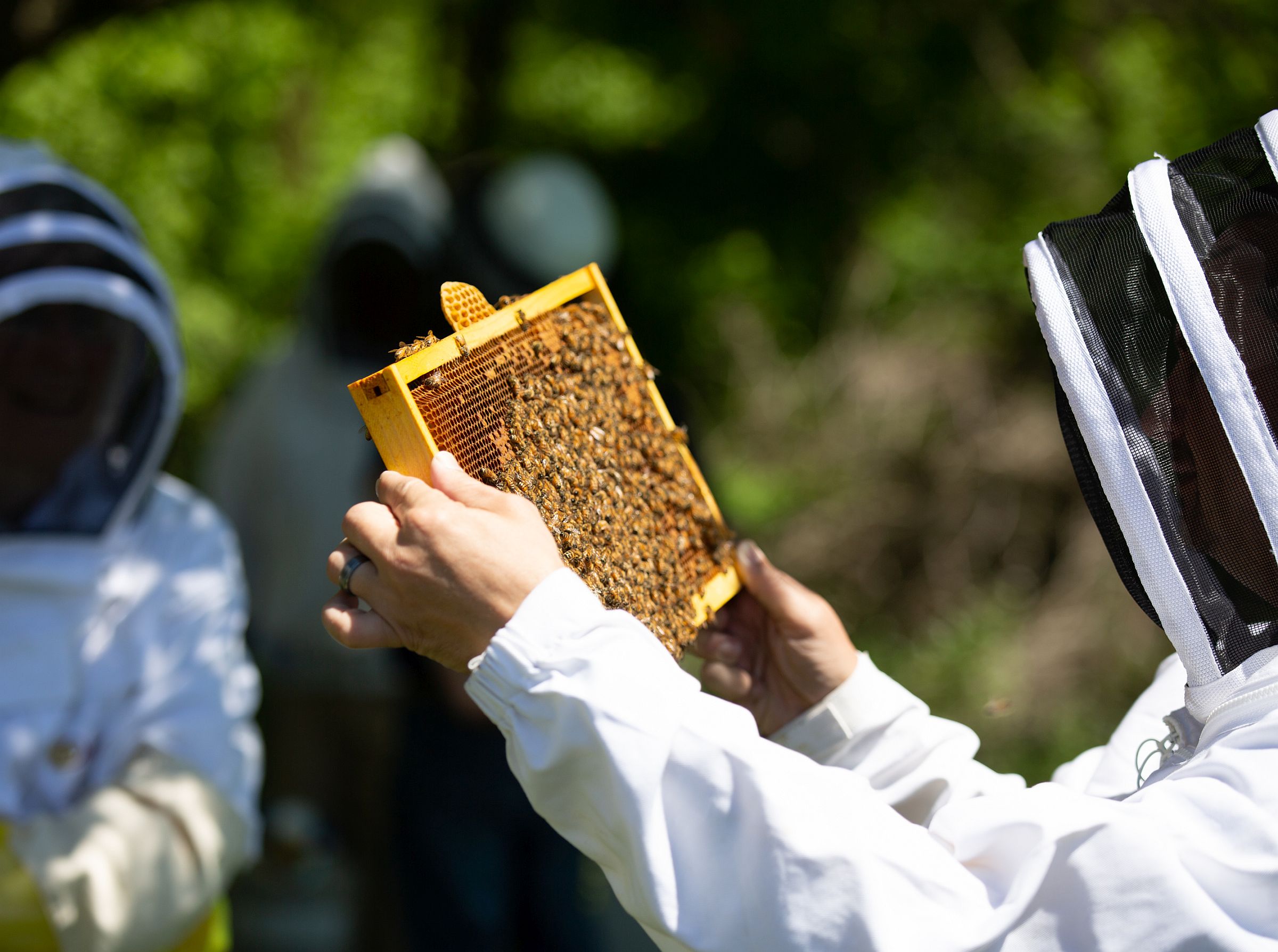 beekeeping honey bees