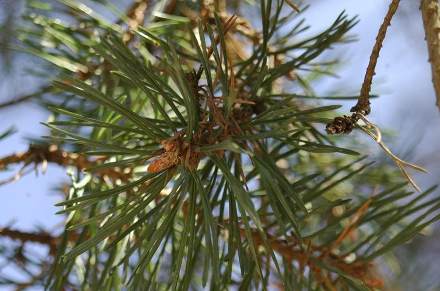 scotch pine