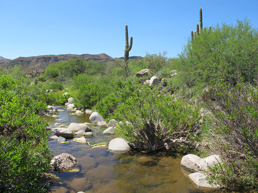 desert landscape