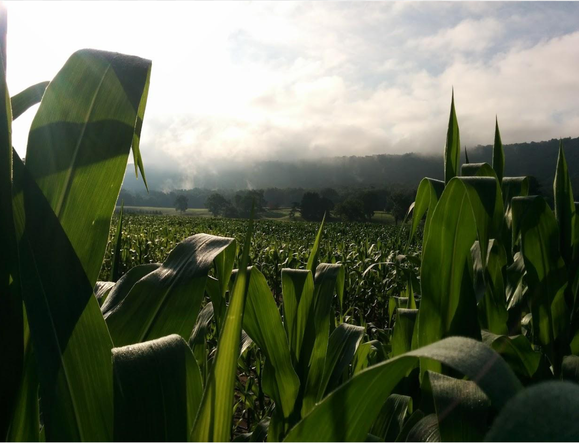 corn growing at Larson center