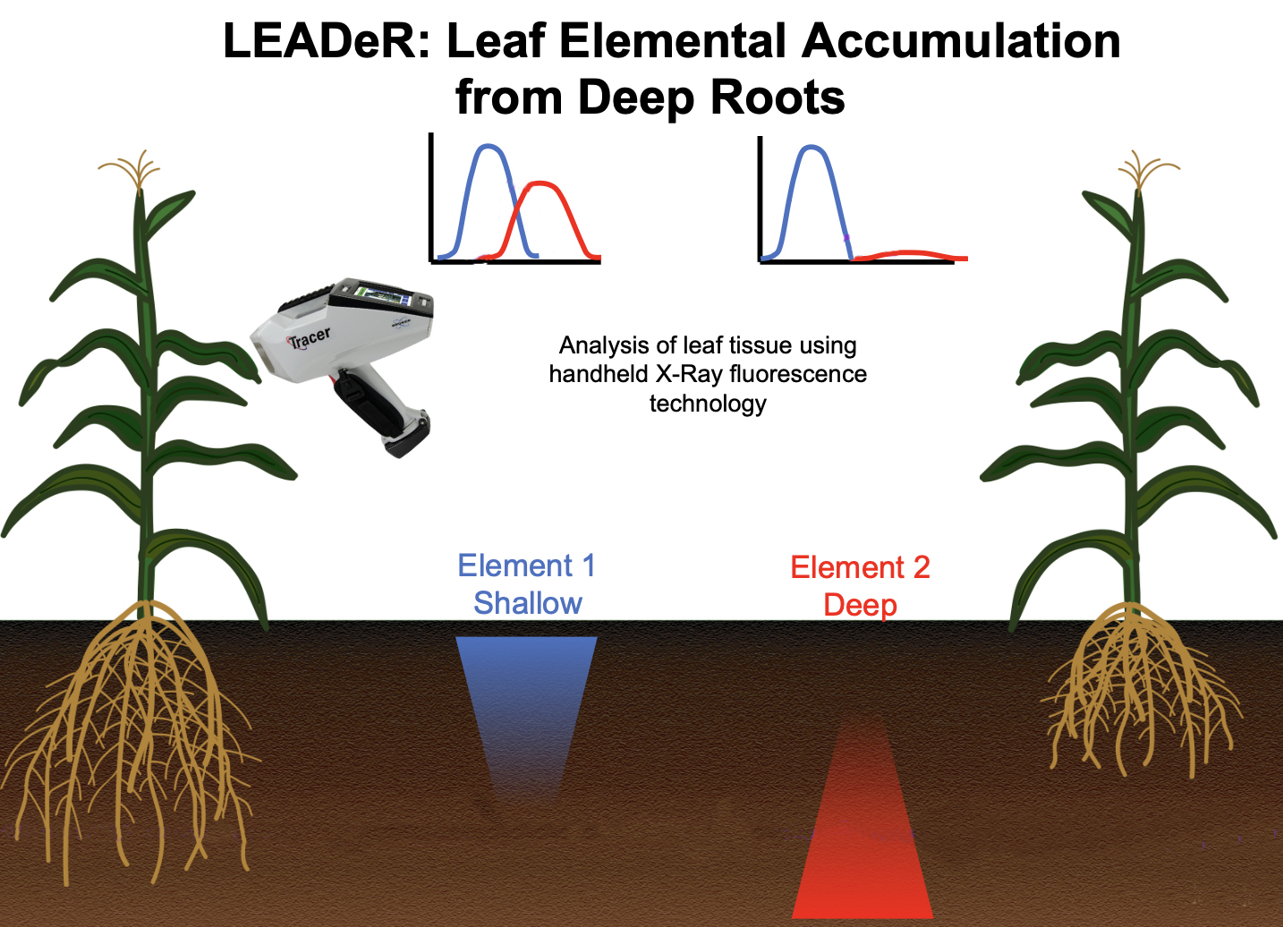 Novel method to measure root depth may lead to more resilient crops | Penn  State University
