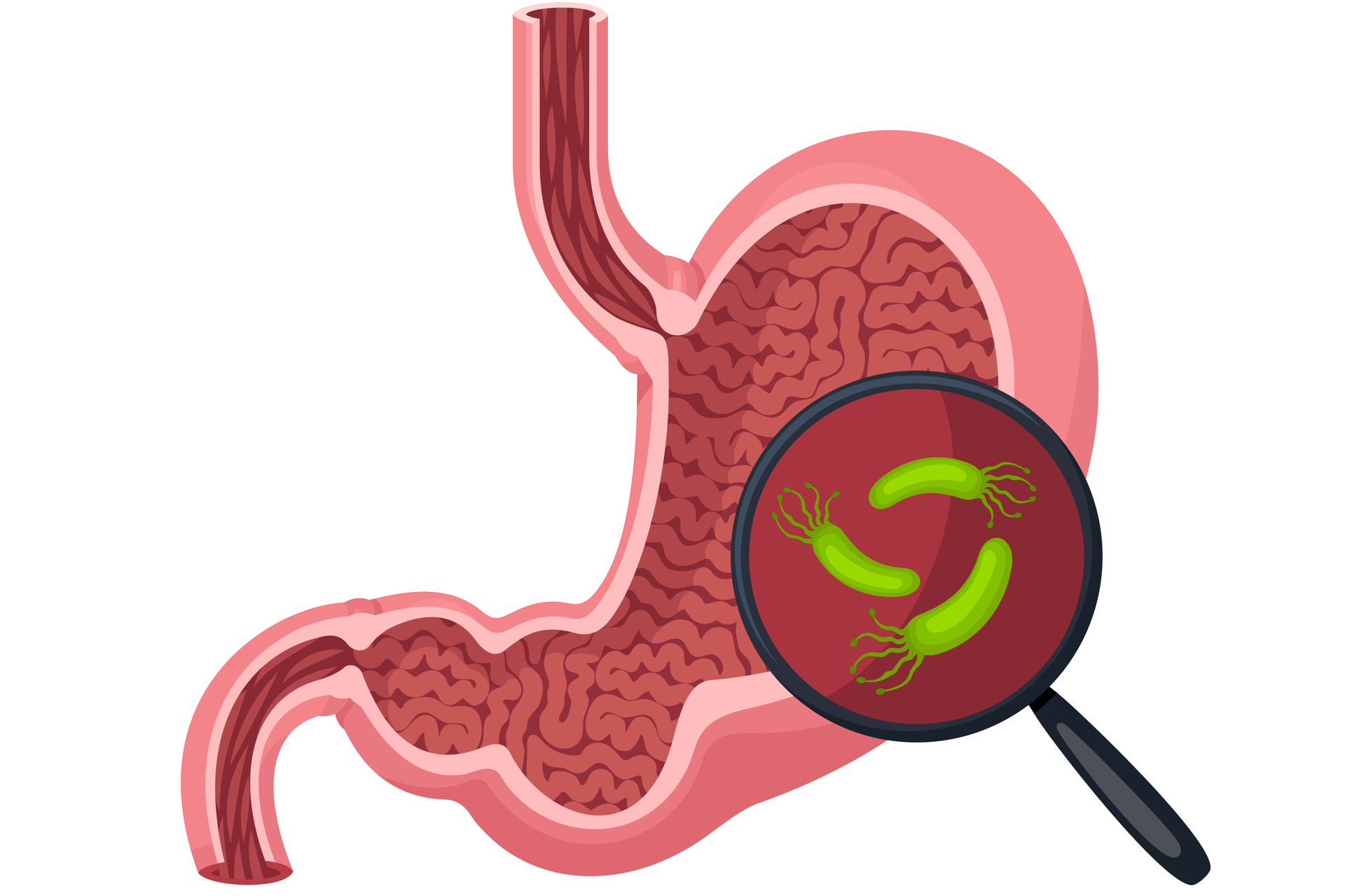 Illustration of a stomach. A magnifying glass is placed over a portion of it, revealing microorganisms.