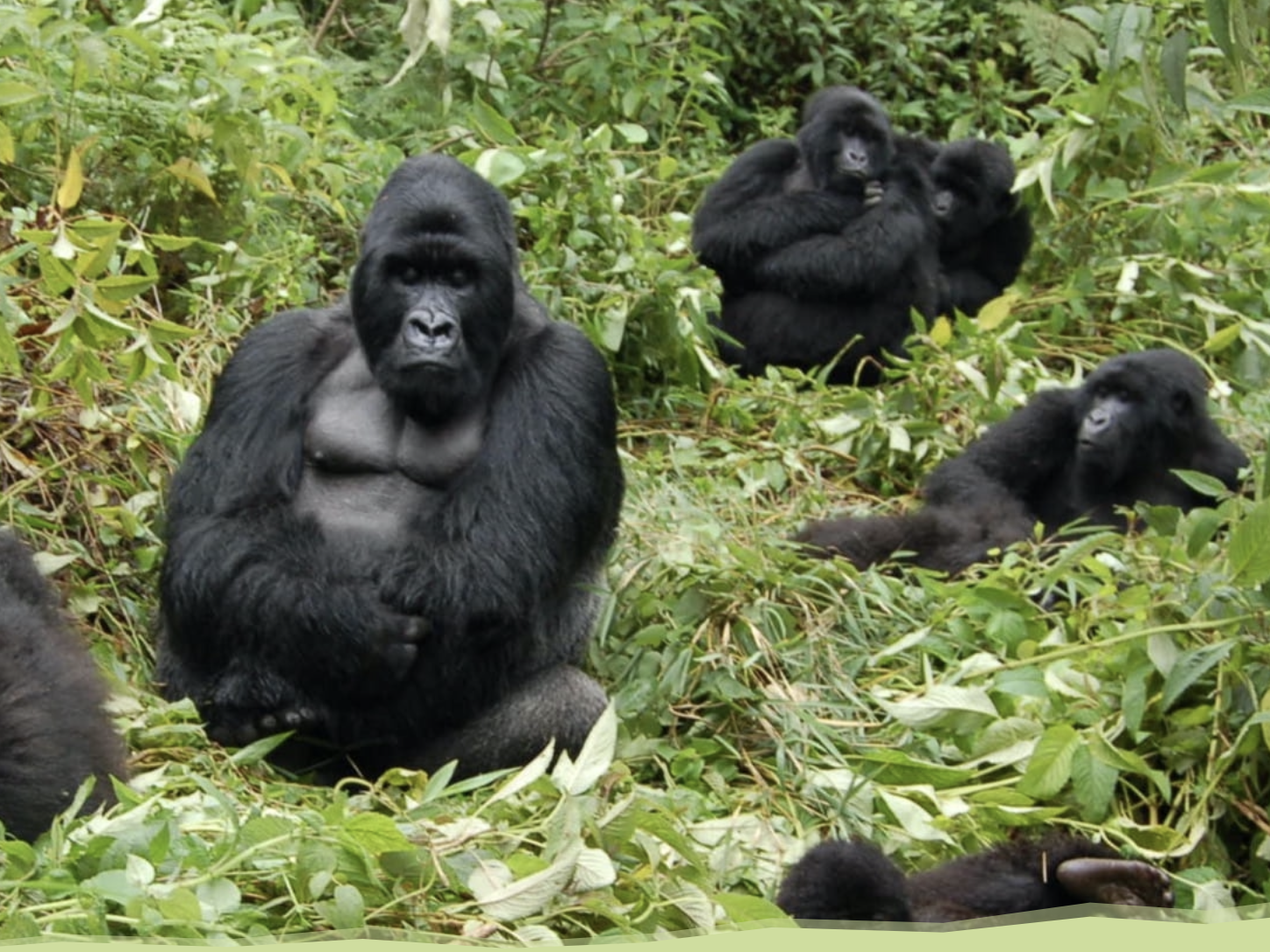 Mountain gorillas