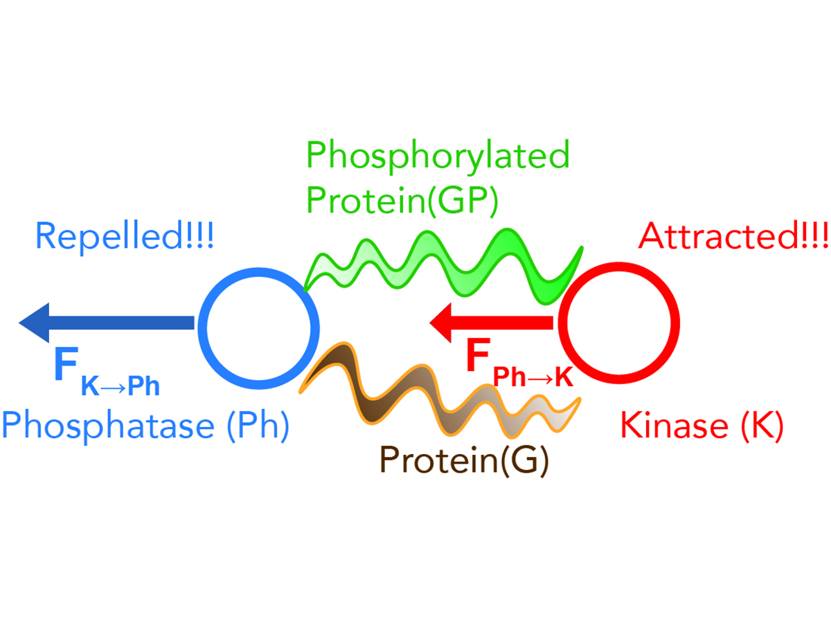 Graphic showing non-reciprocal interaction between two enzymes