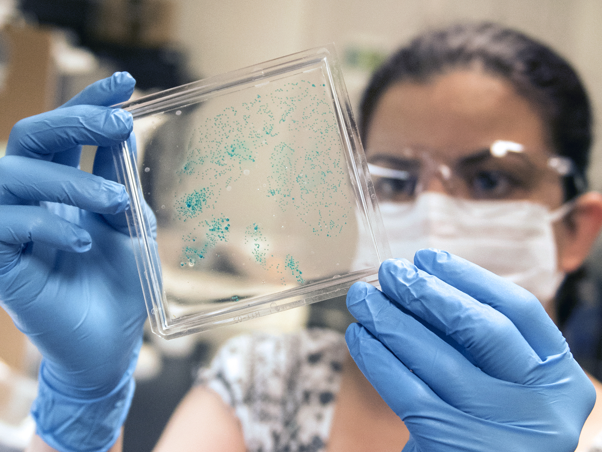 Female scientist looks at sample on glass plate 