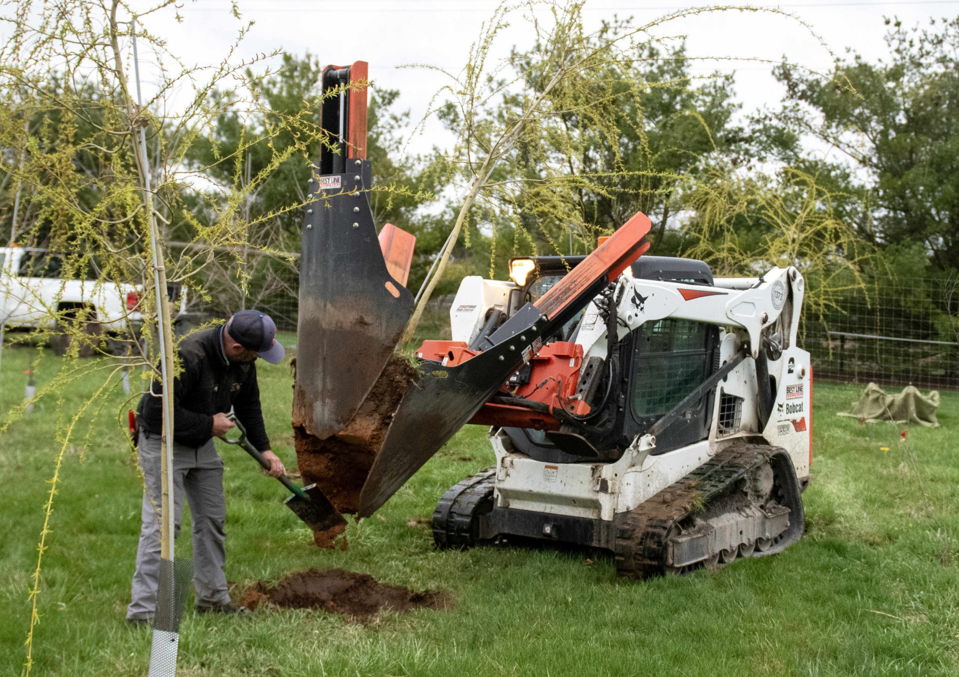 Workers dig a small tree in preparation for replanting.